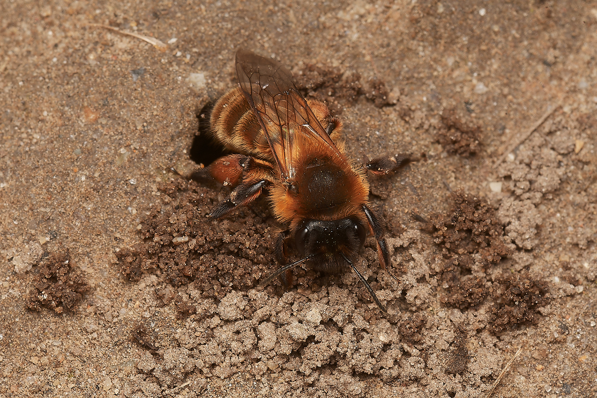 Buffish Mining Bee (Andrena nigroaenea) Hanworth 04/23