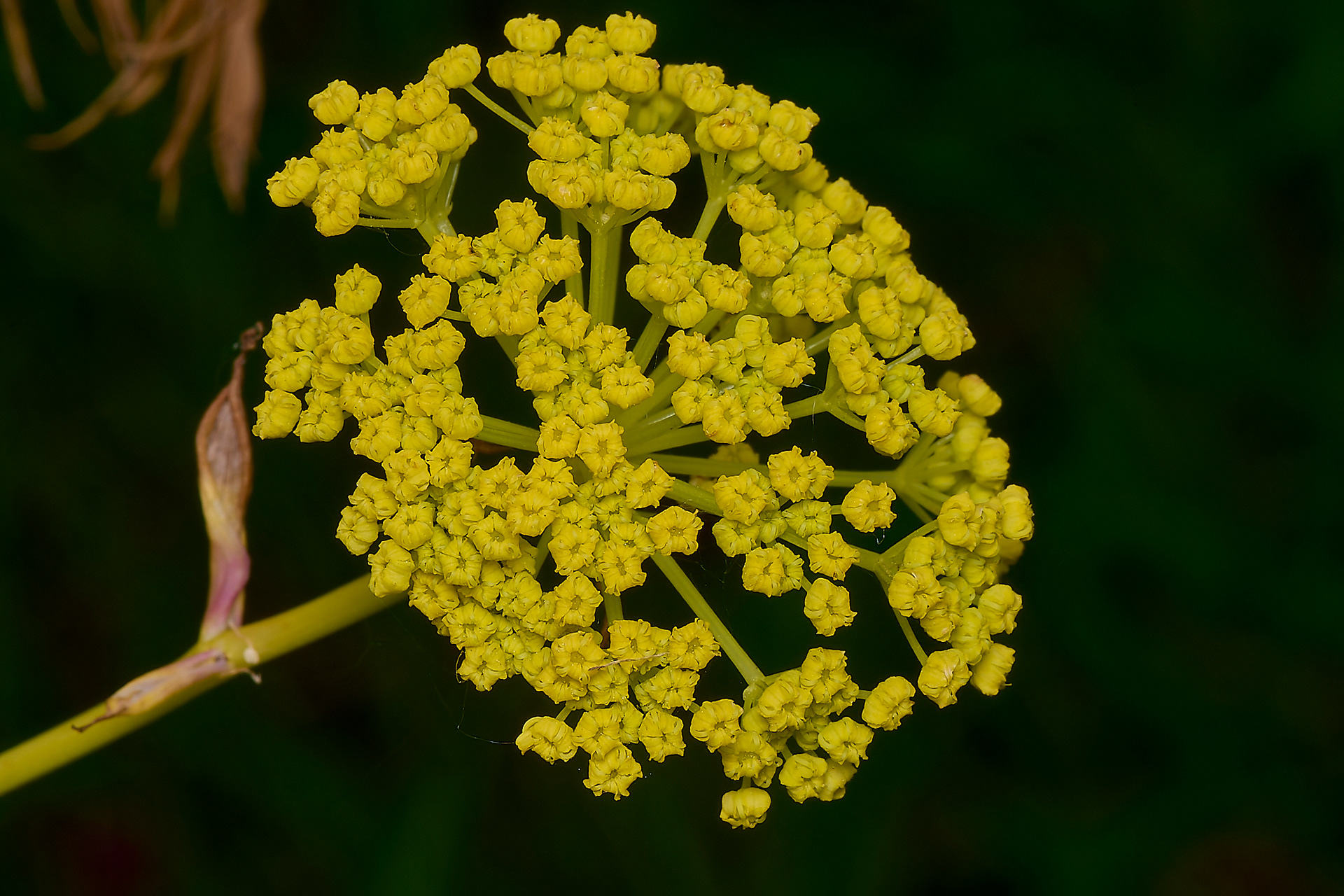 Giant Fennel (Ferula communis)