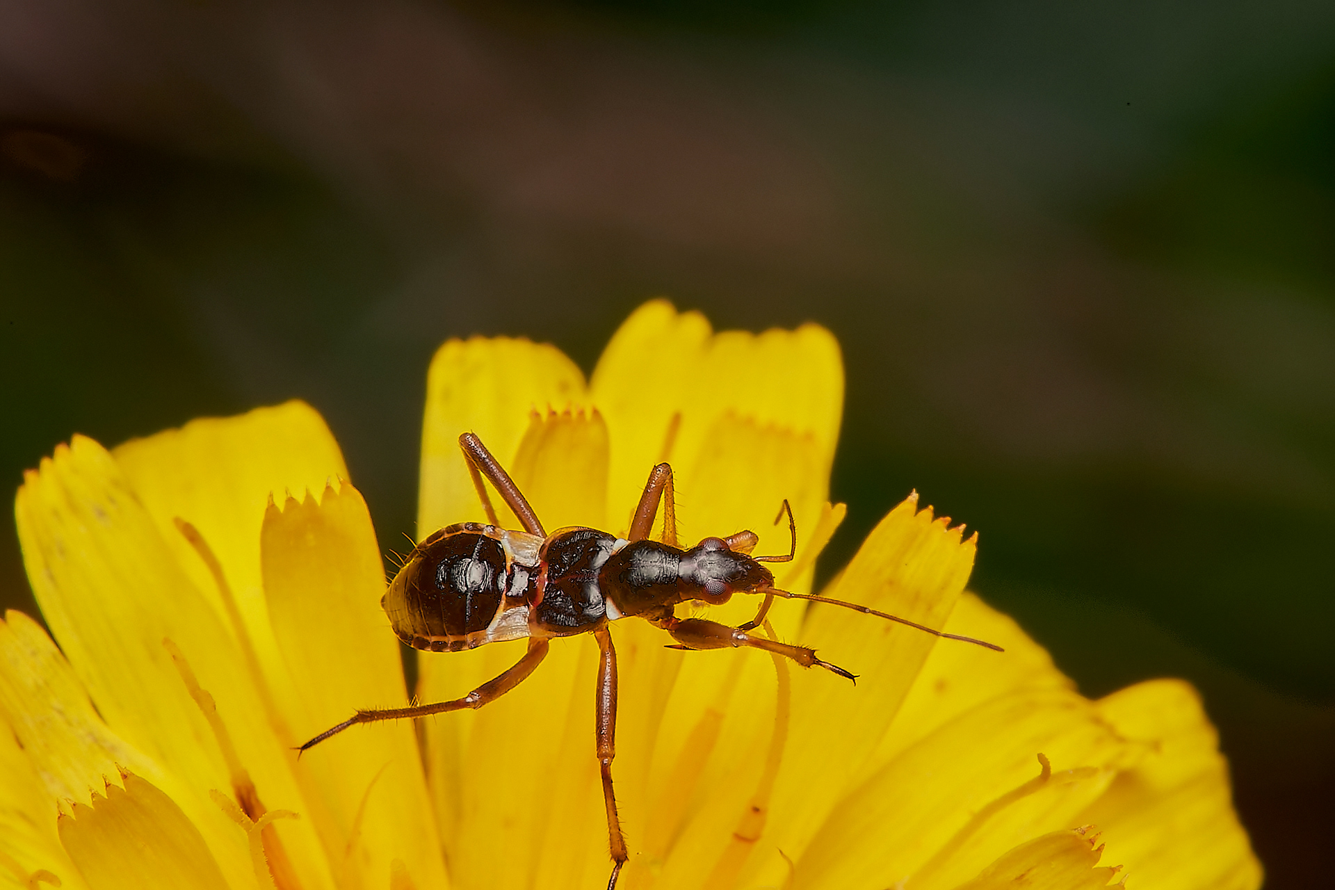 Ant Damsel Bug (Nymph) (Hymacerus mirmicoides) Broadland Country Park