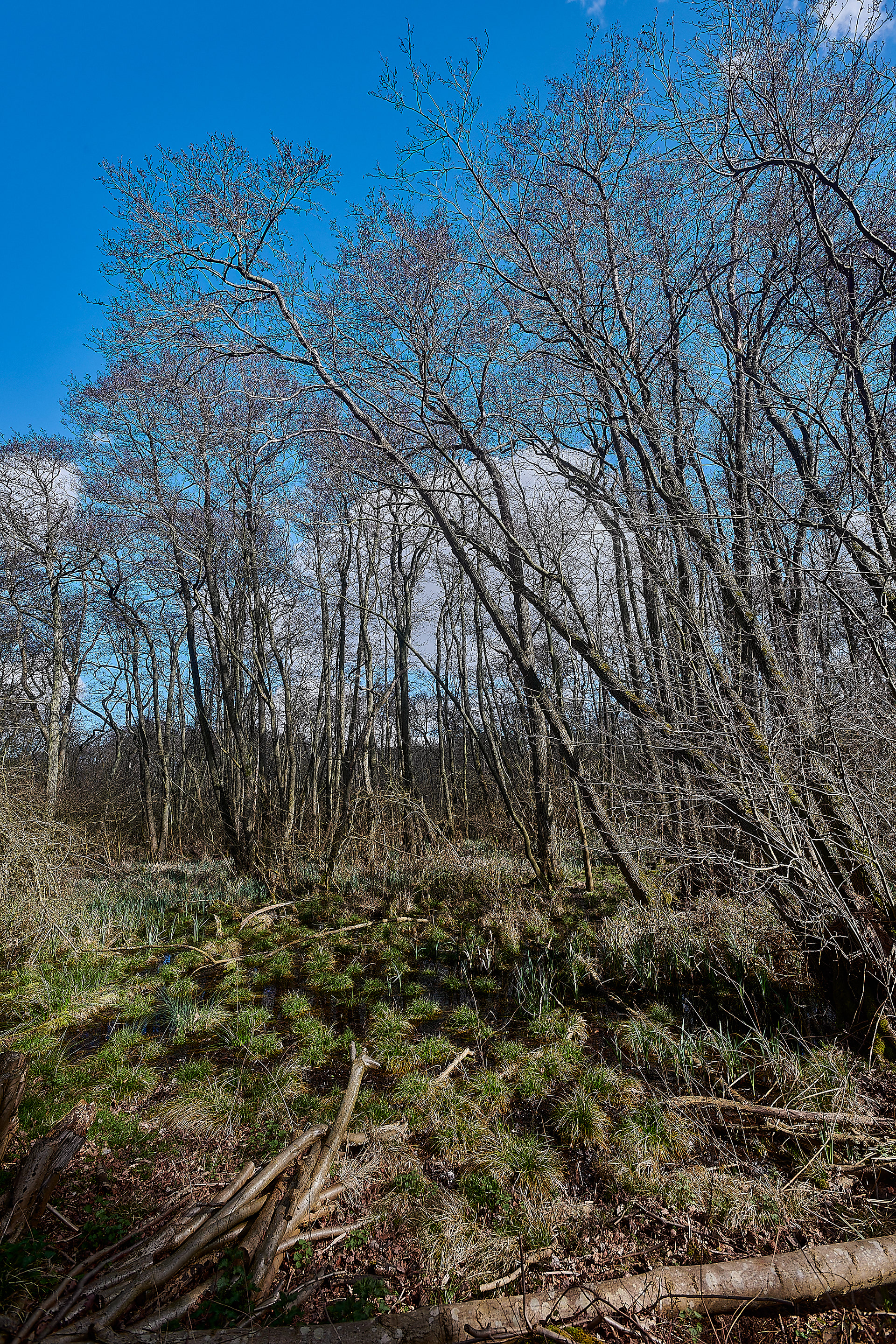 Strumpshaw Fen