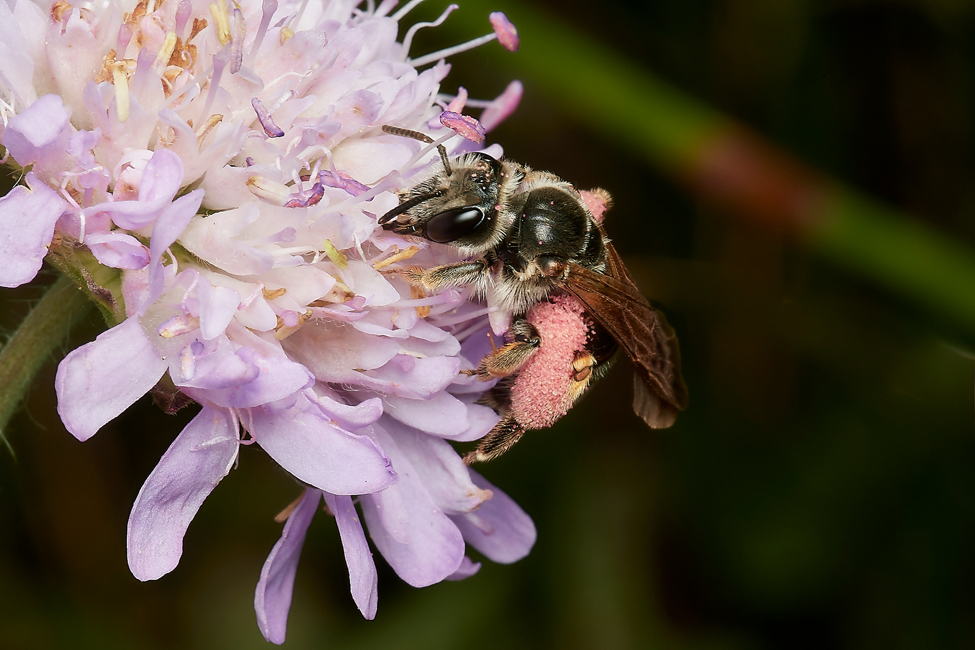 Large Scabious Mining Bee ♀︎(Andrena hattorfiana) Metton Roadside Nature Reserve