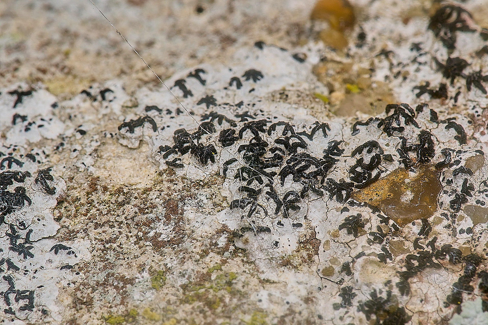 Arthonia calcarea