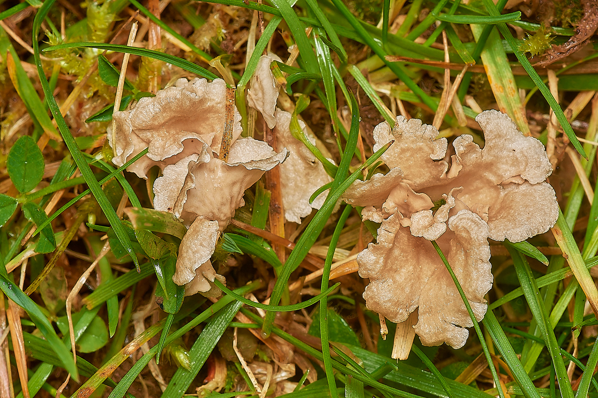 Small Moss Oysterling (Arrhenia retituga) Holkham Park