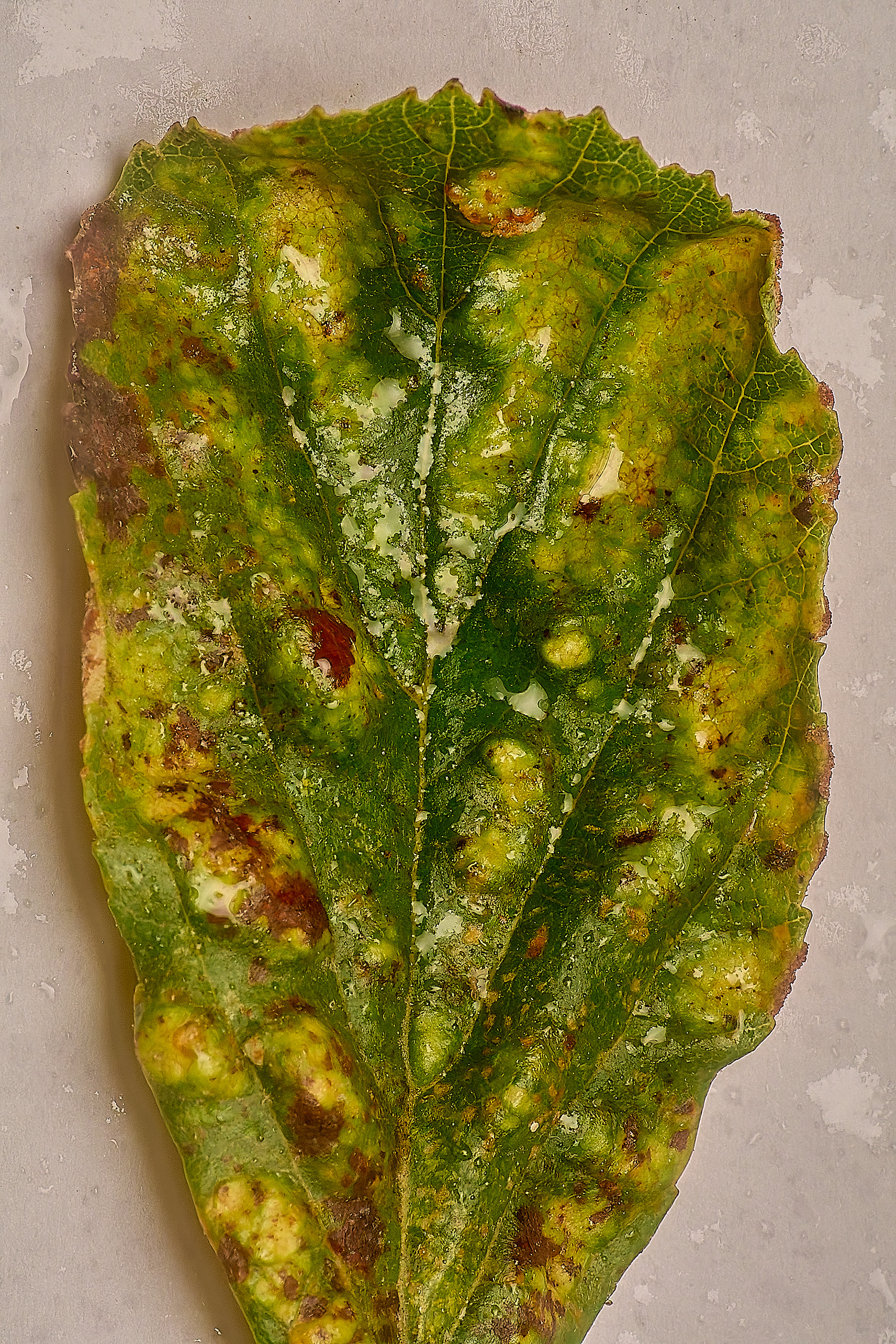 Alder (Alnus glutinosa)
