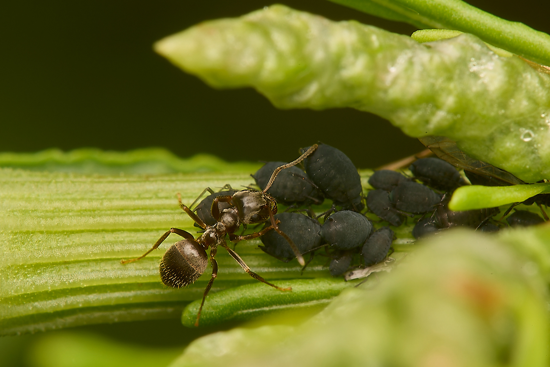 Ant Sp + Aphid Sp?