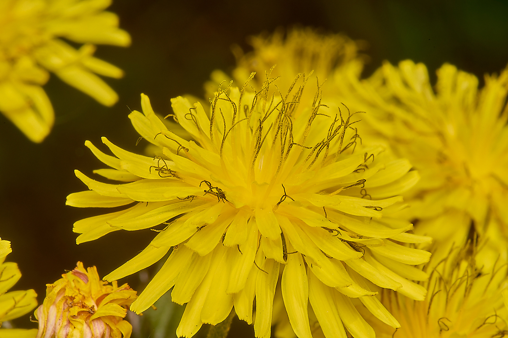 Beaked Hawk's-beard (Crepis vesicaria)