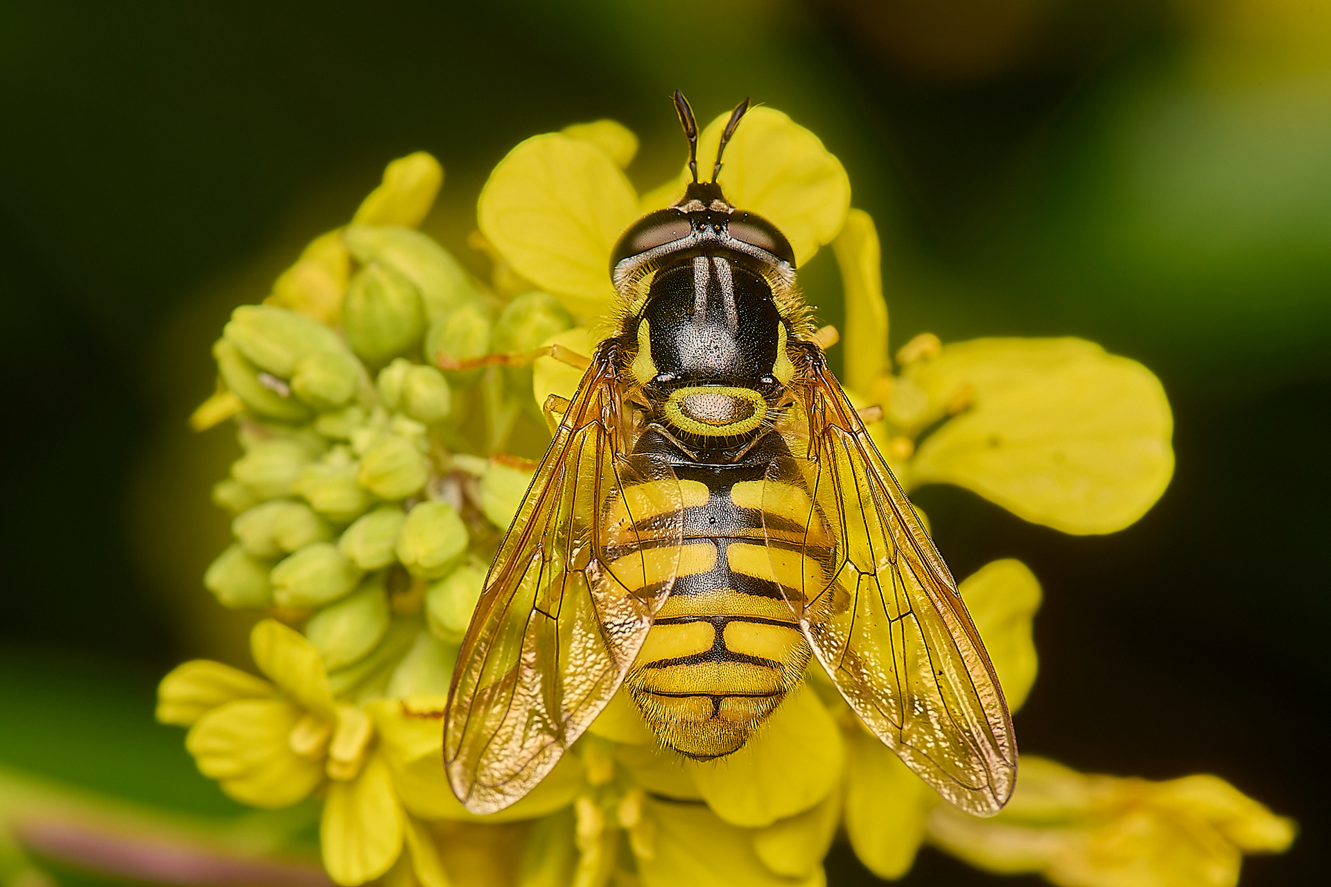 Large Spearhorn (Chrysotoxum cautum)