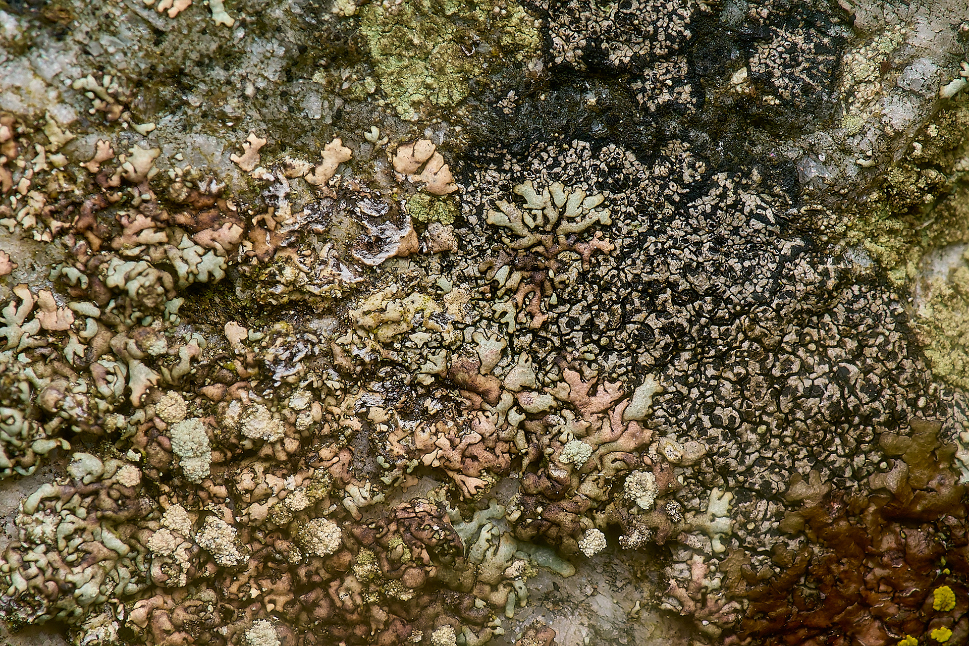 Xanthoparmelia mougeotii