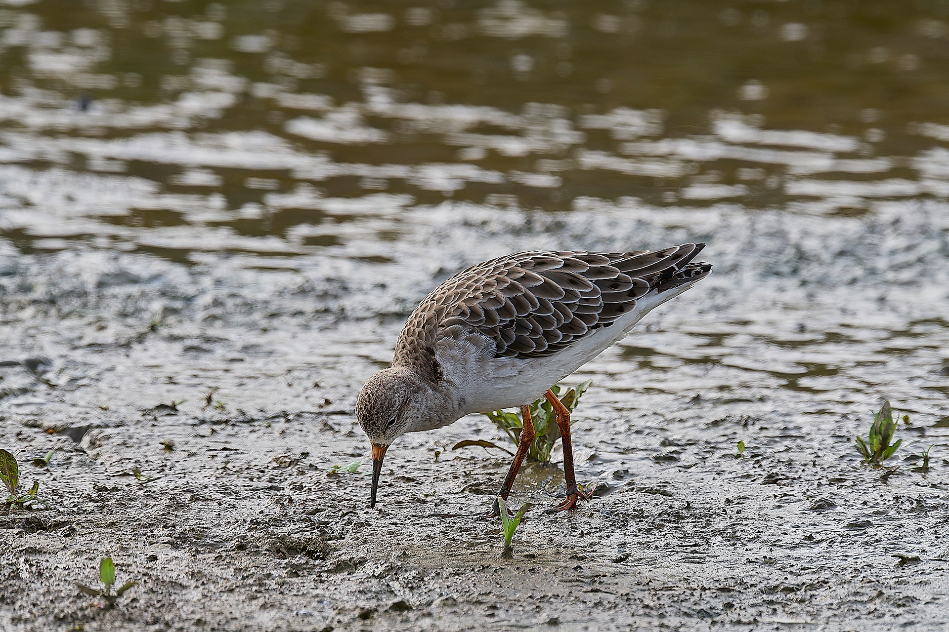 Titchwell Ruff (Calidris pugnax) 09/24