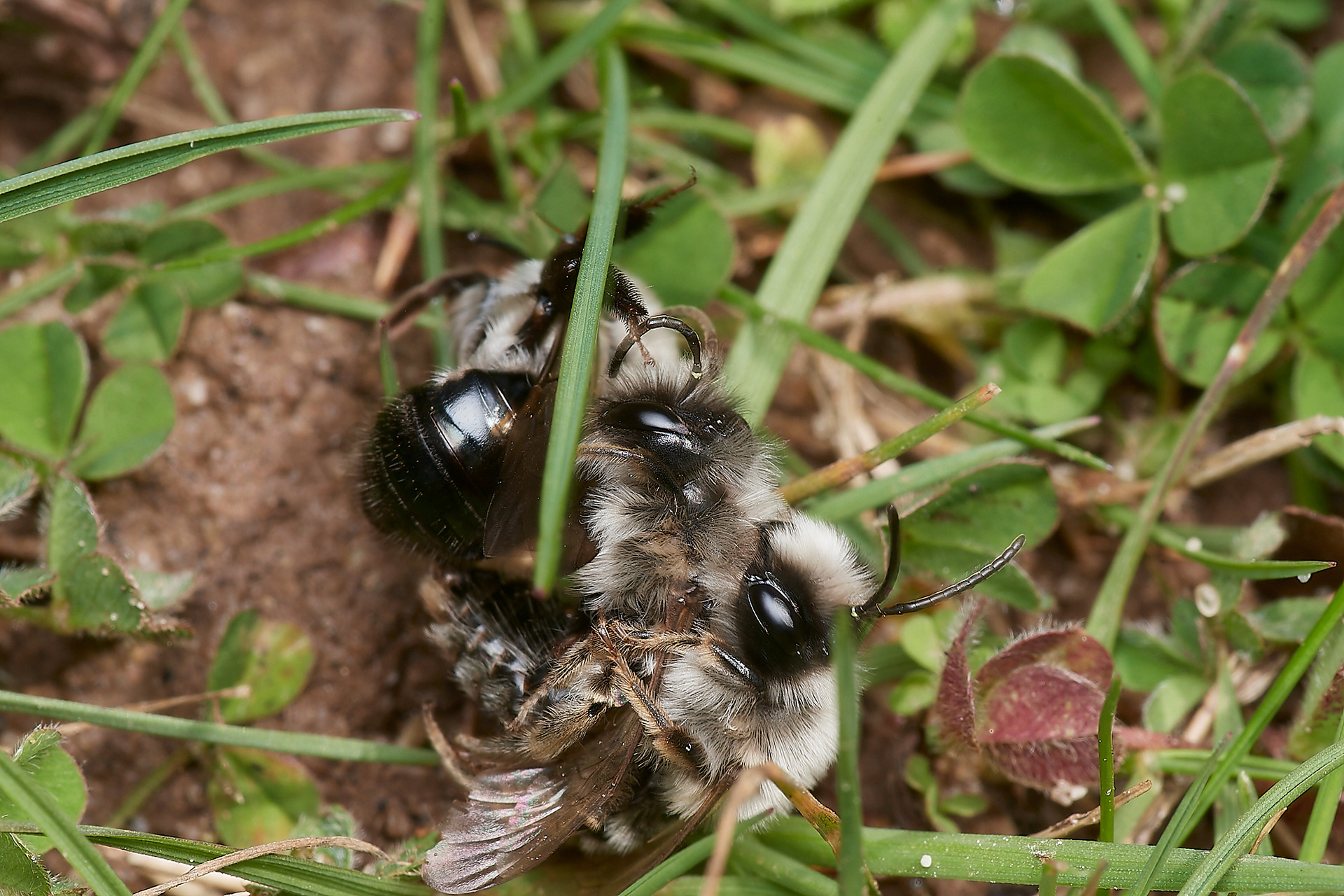 Grey-backed Mining Bee (Andrena vaga) Brundall 04/23