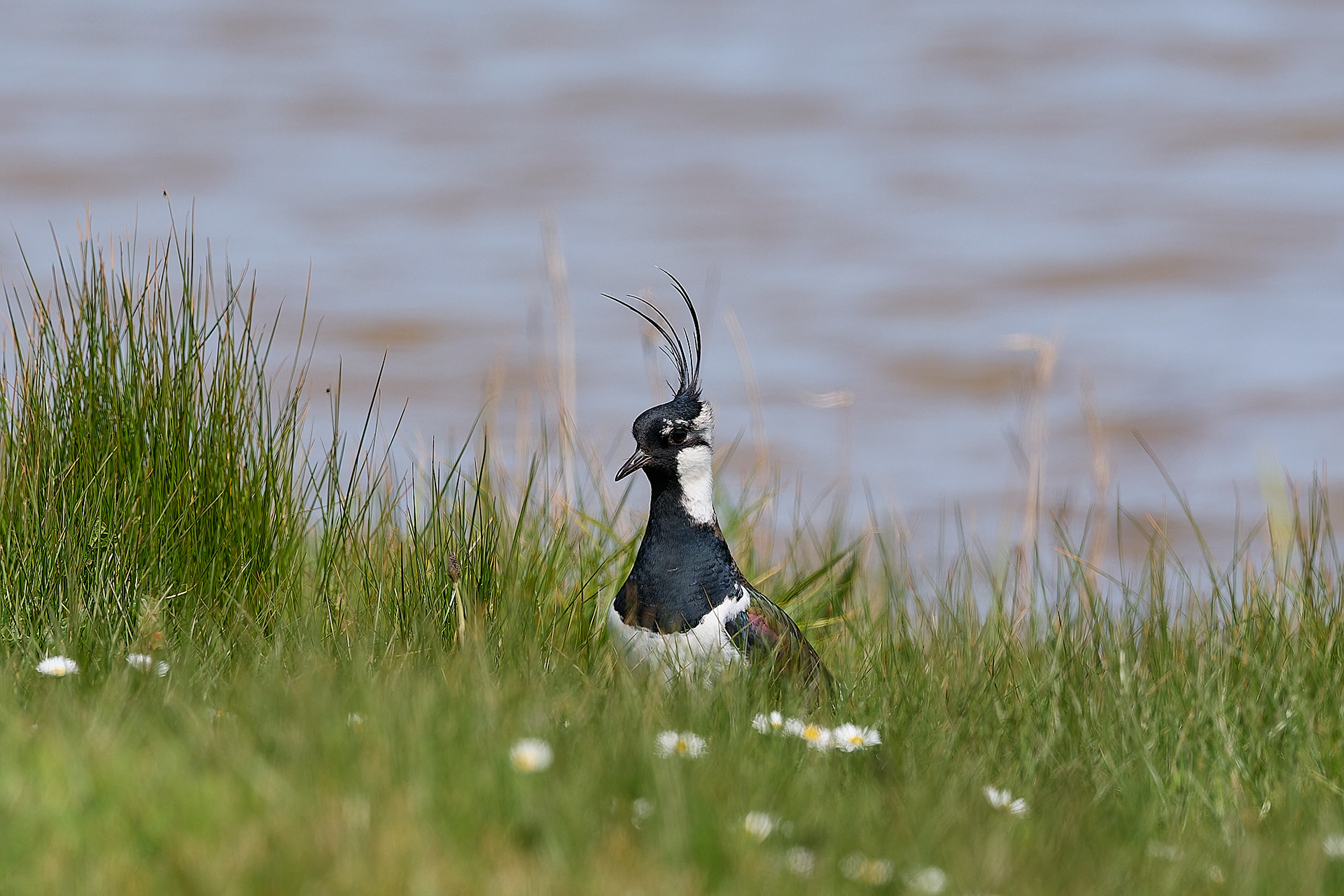 Lapwing (Vanellus vanellus)