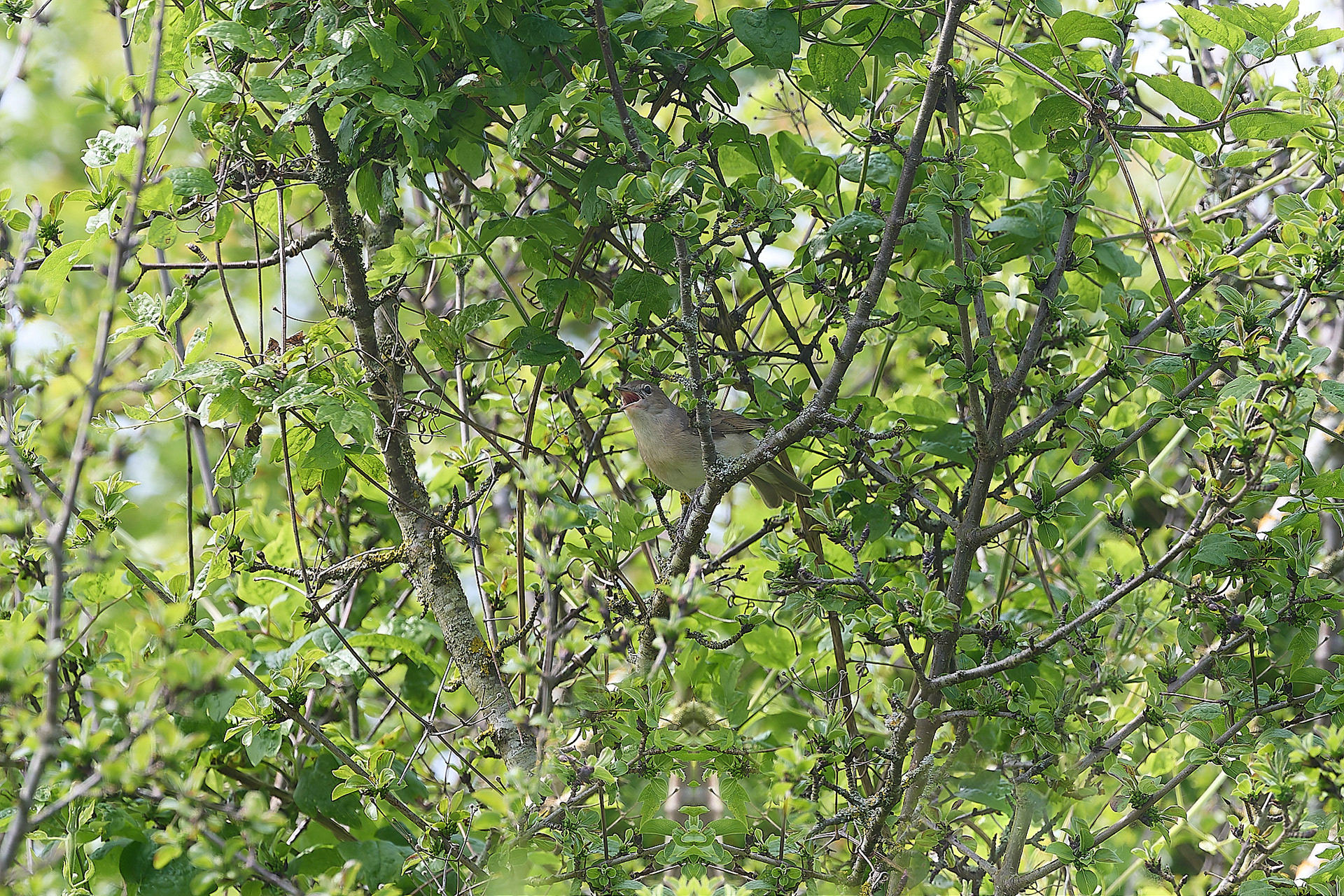 Garden Warbler (Sylvia borin)