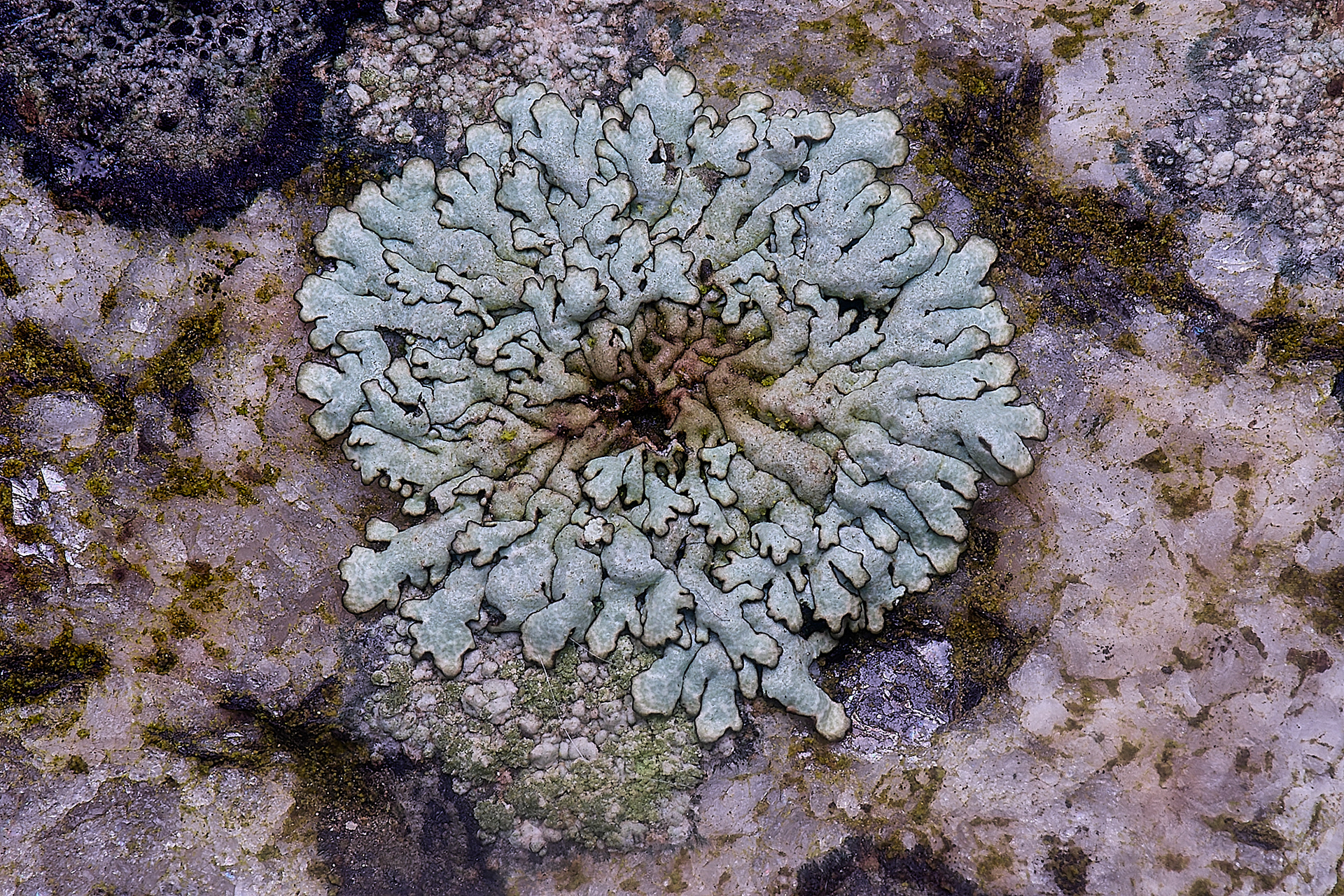 Physcia caesia