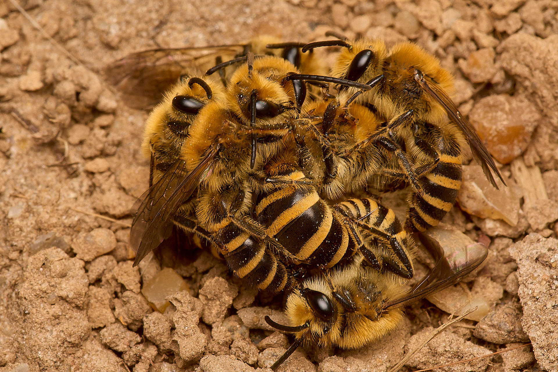 Ivy Bee (Colletes hederae)