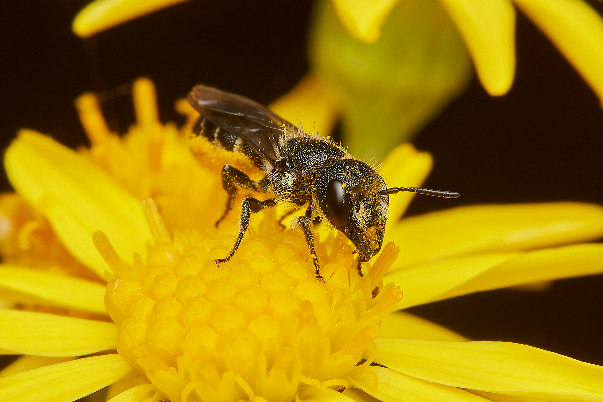 Large-headed Resin Bee ♀︎(Heriades truncorum) A Norwich garden