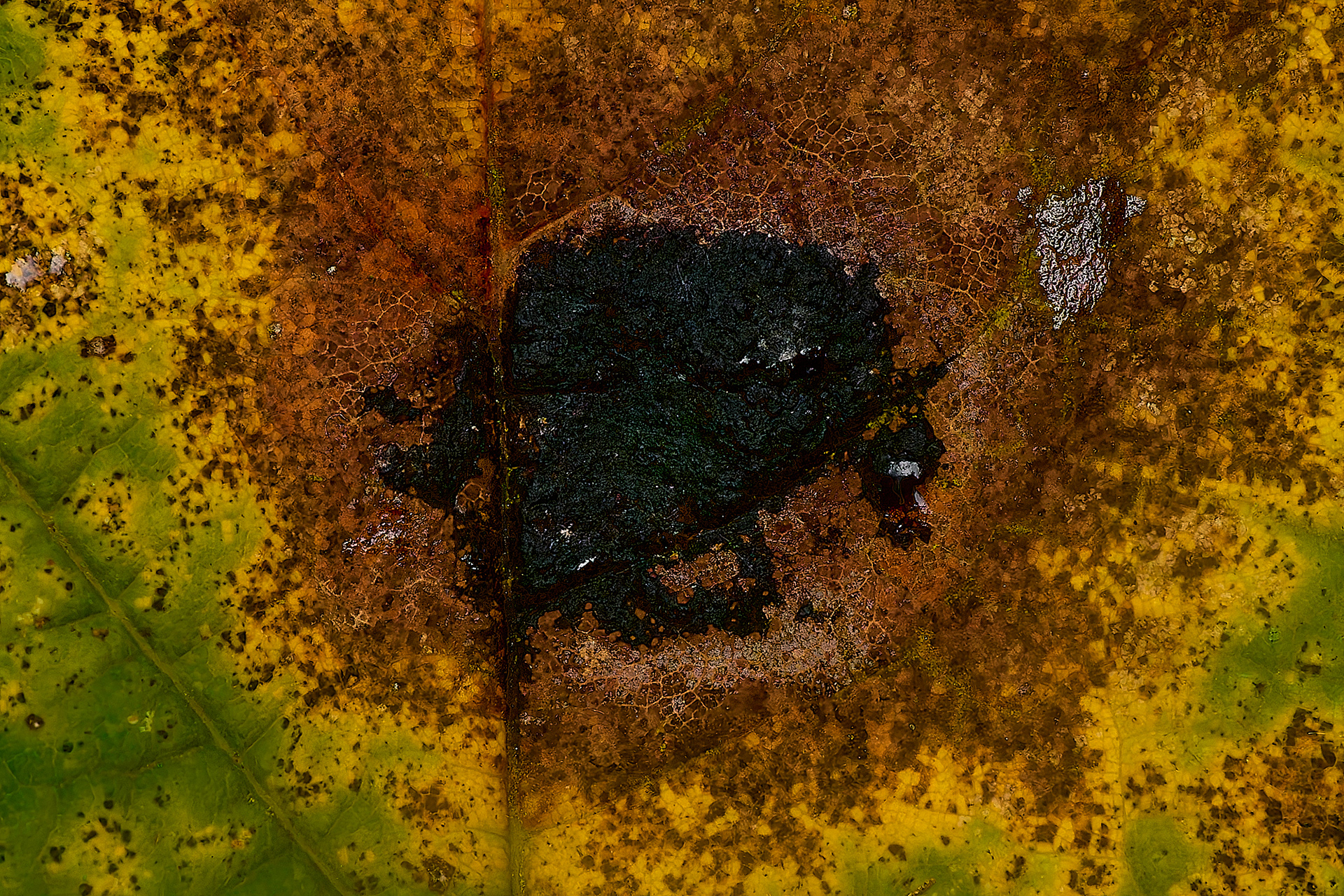 Sycamore Tar Spot (Rhytisma acerinum)