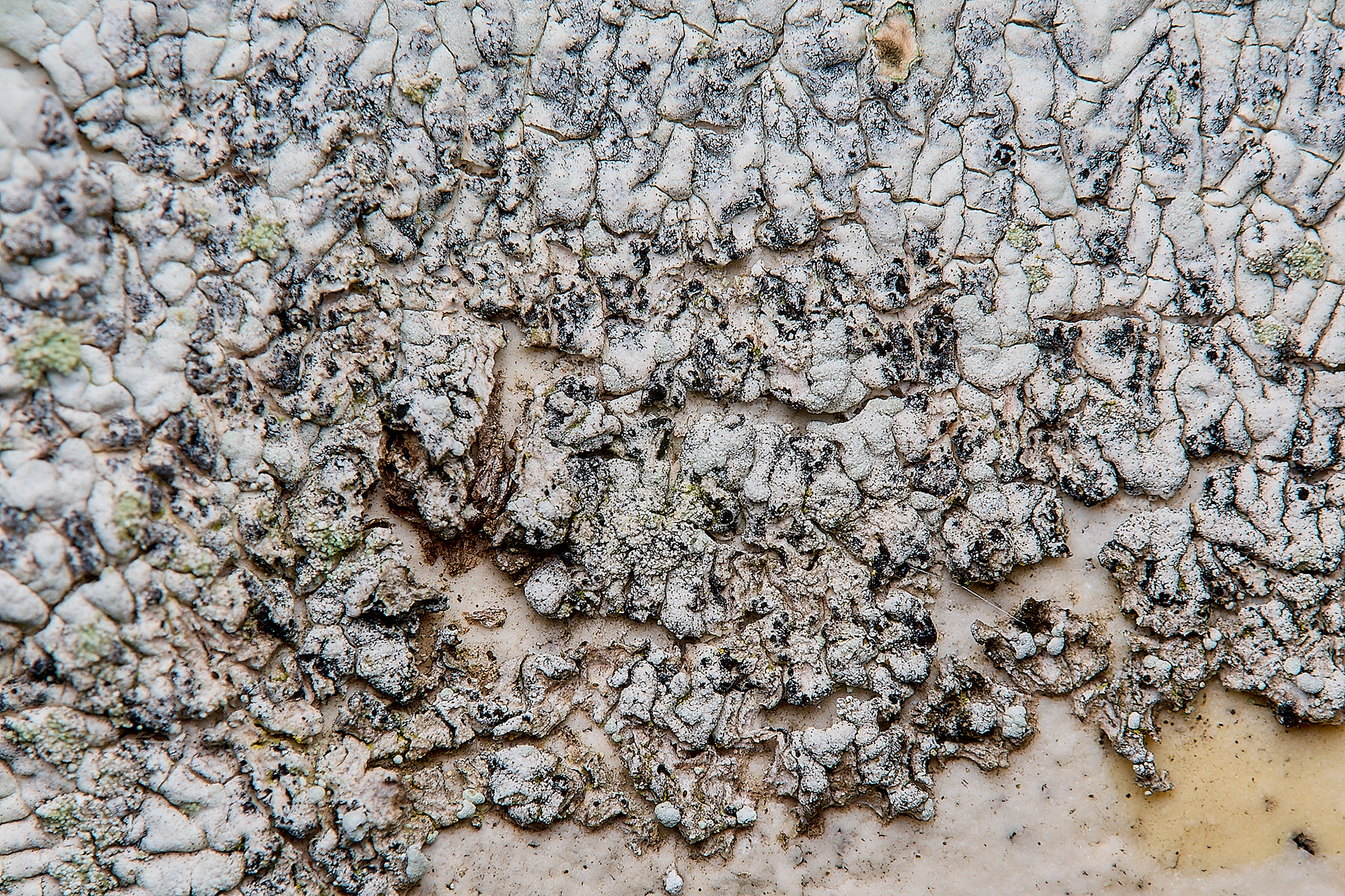Arthonia diploiciae