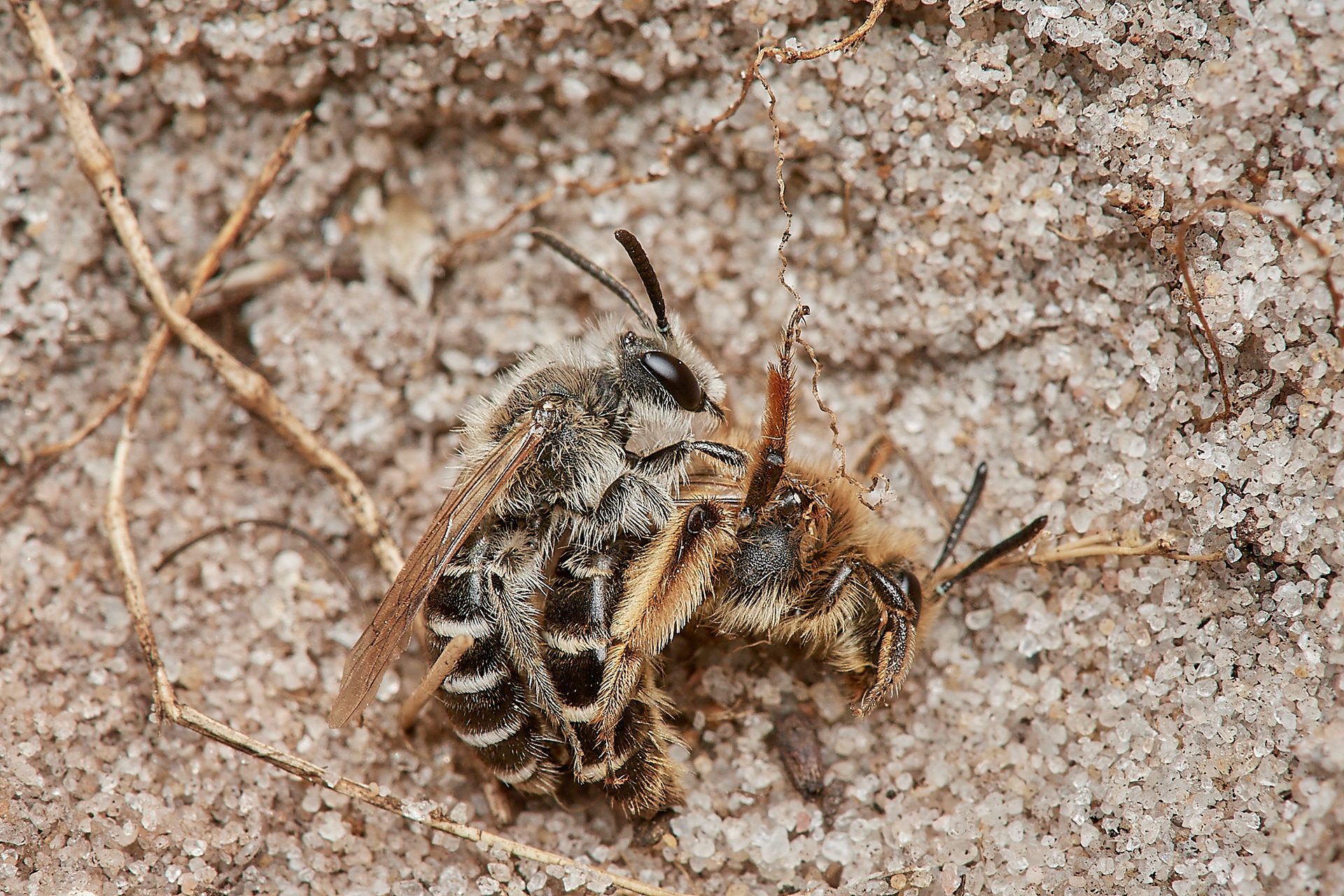Small Sandpit Ming Bee (Andrena argentata) Roydon Common