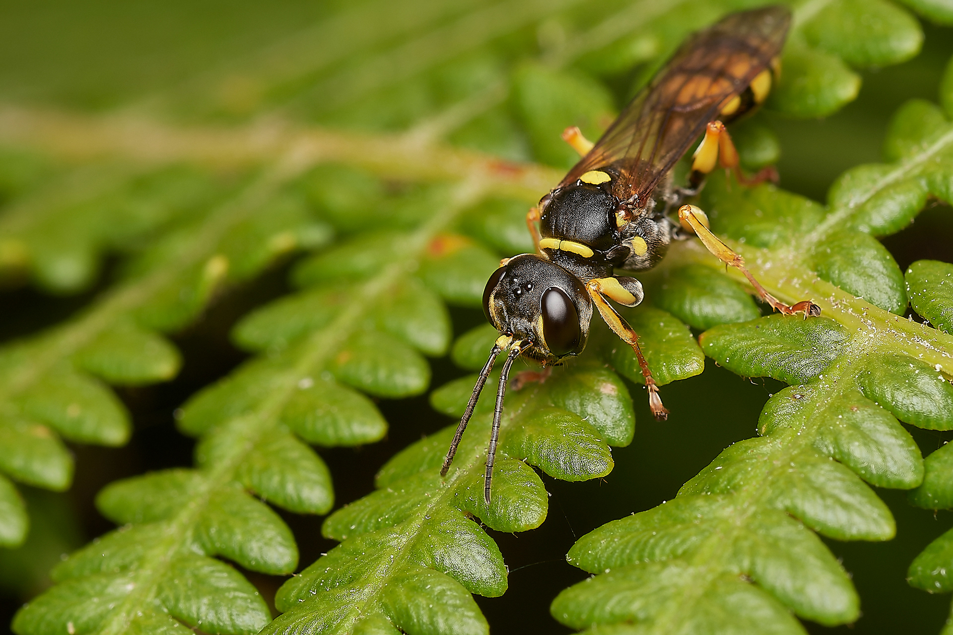 Field Digger Wasp (Mellis arvensis) Broadland Country Park
