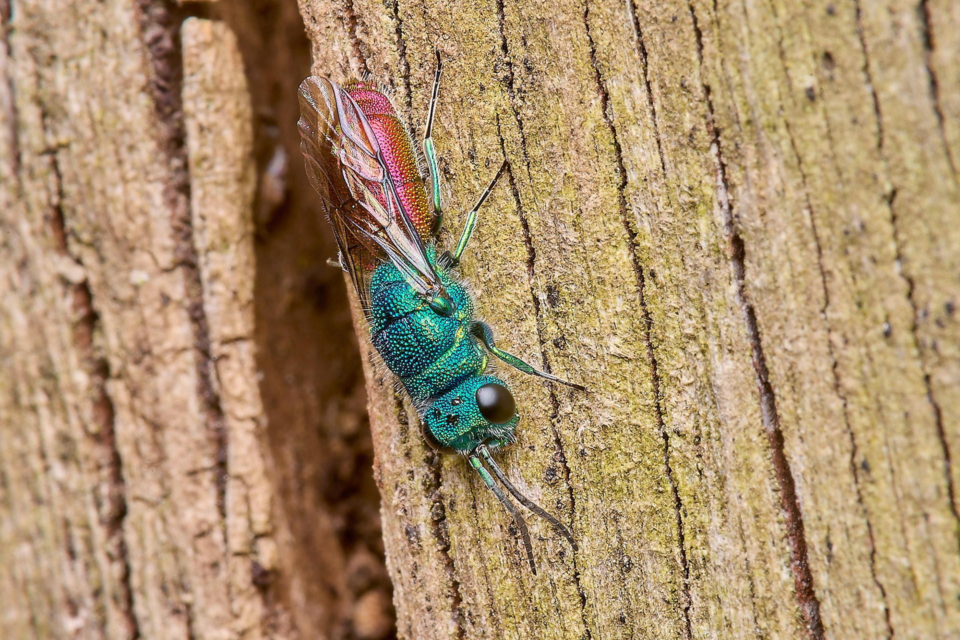 Chrysis terminata ♀︎