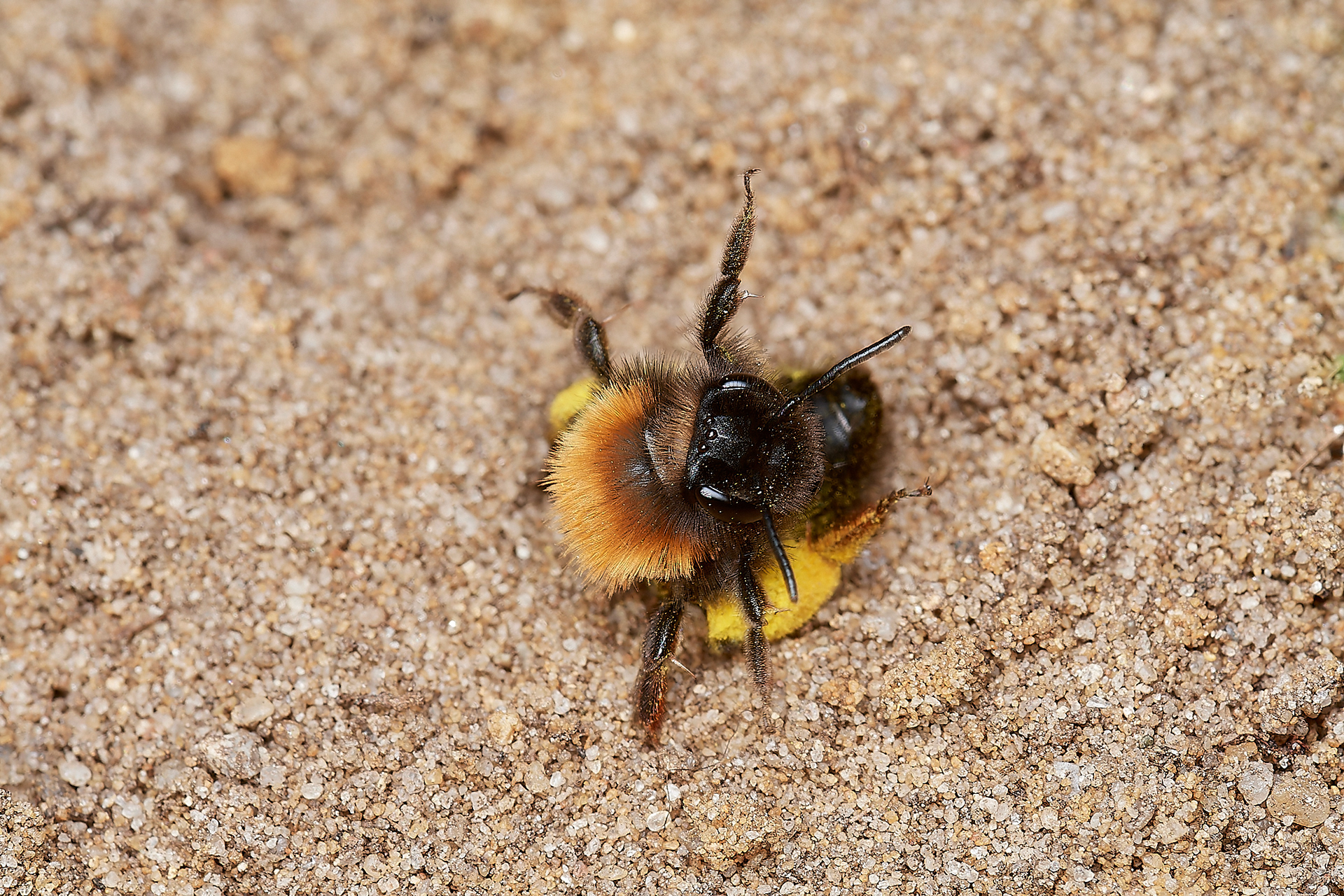 Clark's Mining Bee ♀︎(Andren clarkella) Strumpshaw 03/23