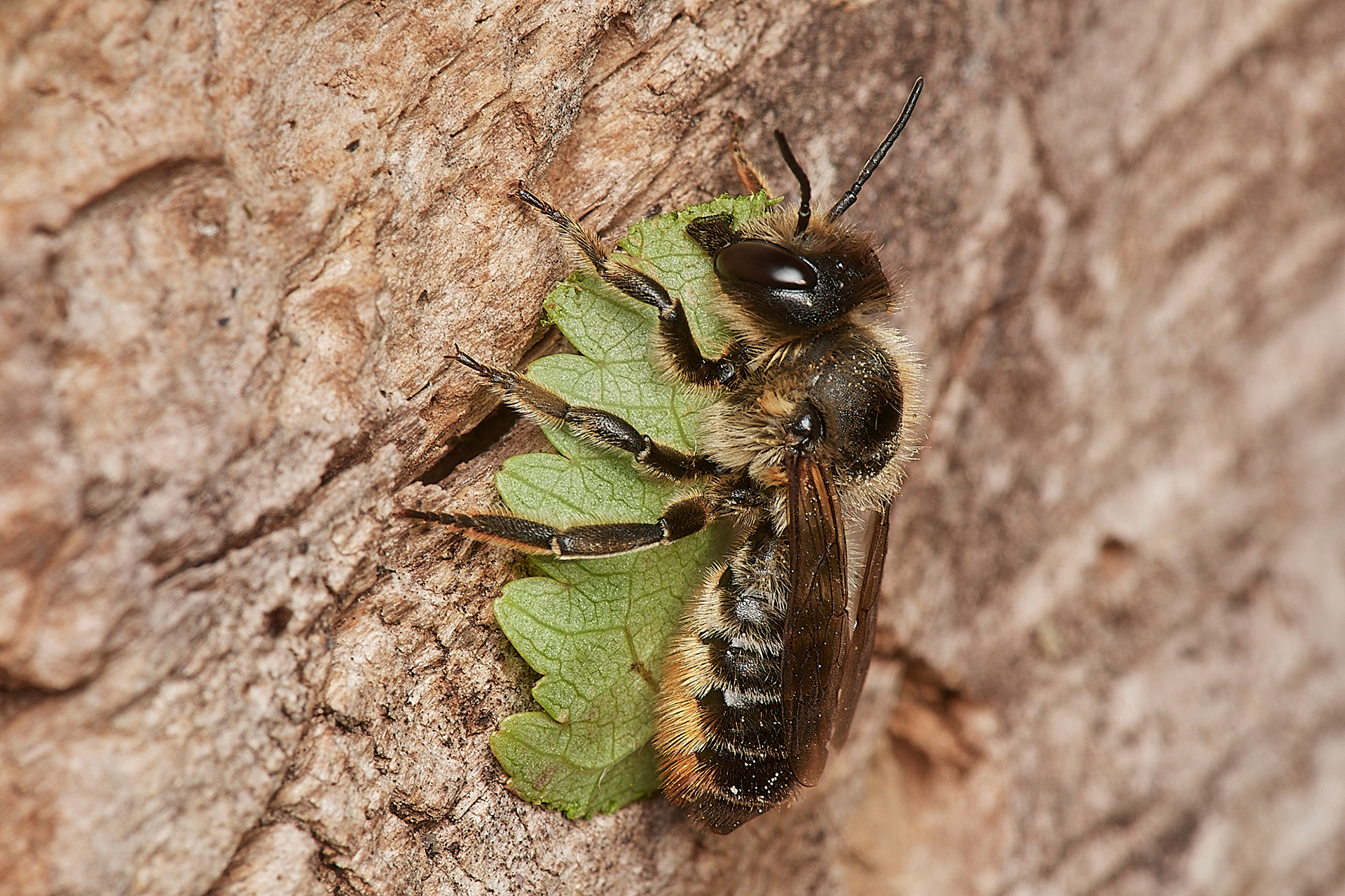 Willughby's Leafcutter Bee (Megacile willughbiella) Hanworth