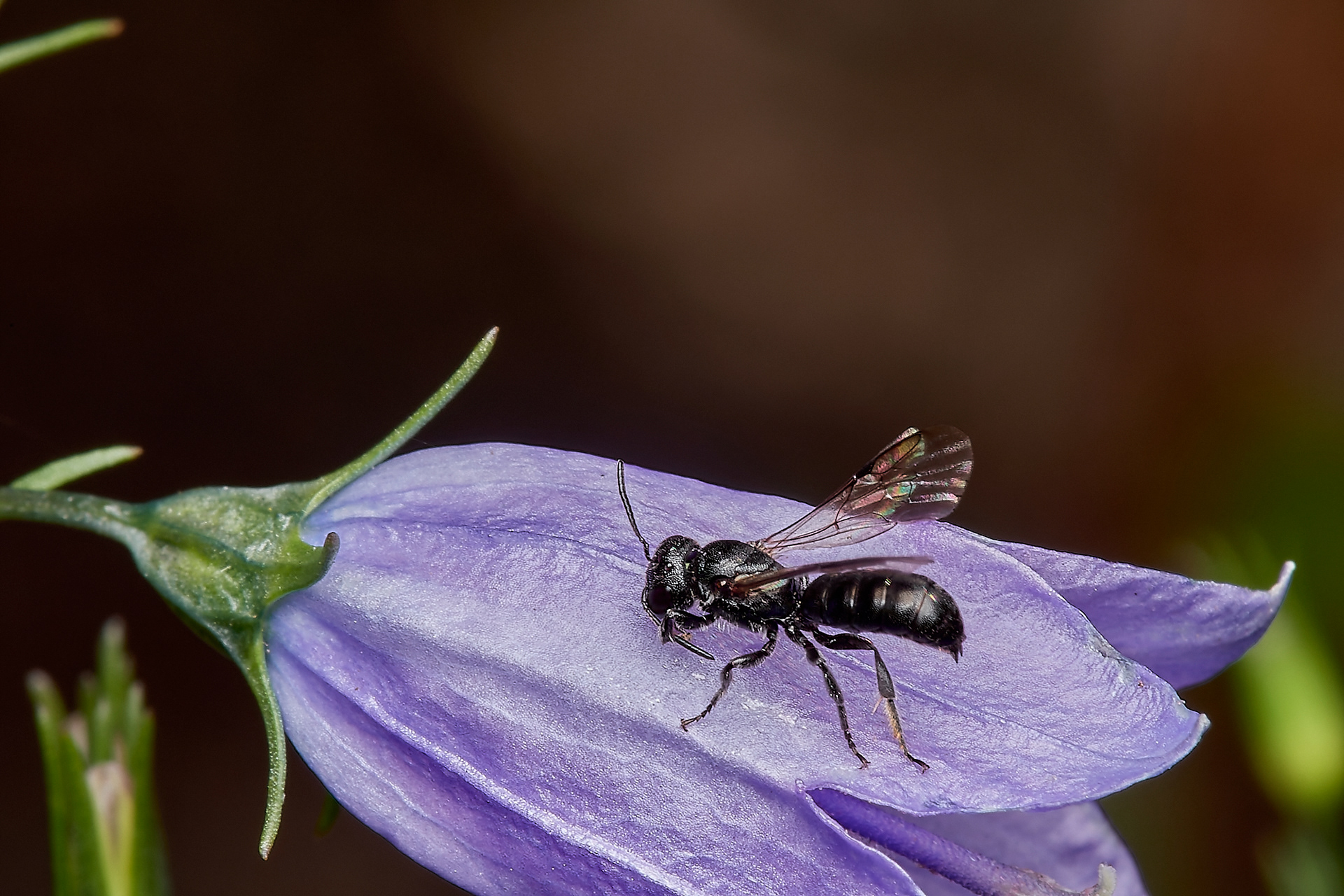Small Scissor Bee ♂︎(Chelostoma campanularum) Hanworth