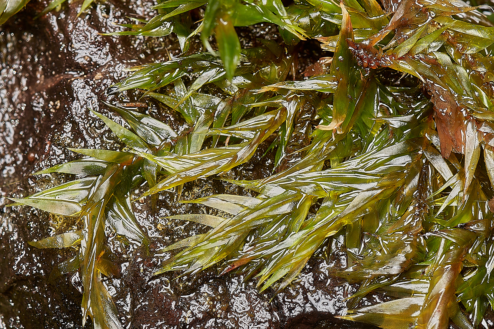 Willow Moss (Fontanalis antipyretica) Thompson Common