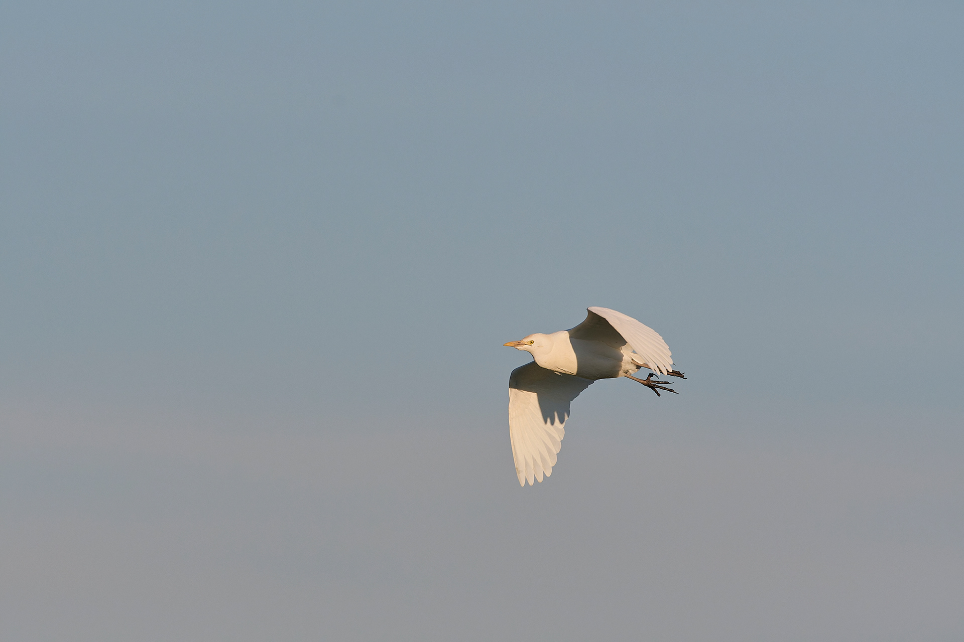 Cattle Egret