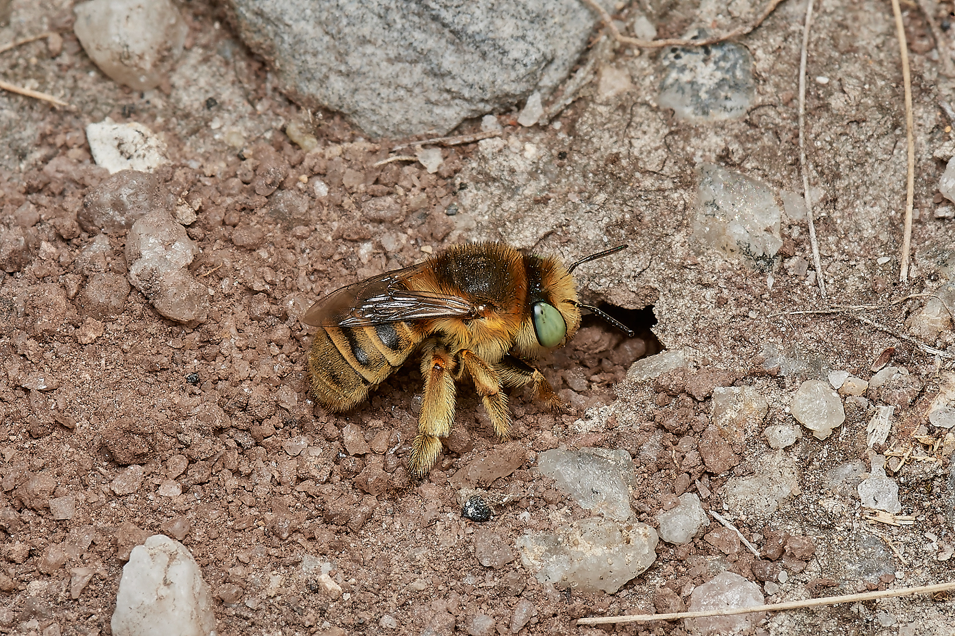 Green-eyed Flower Bee ♀︎ (Anthophora bimaculata) Bovey tracey