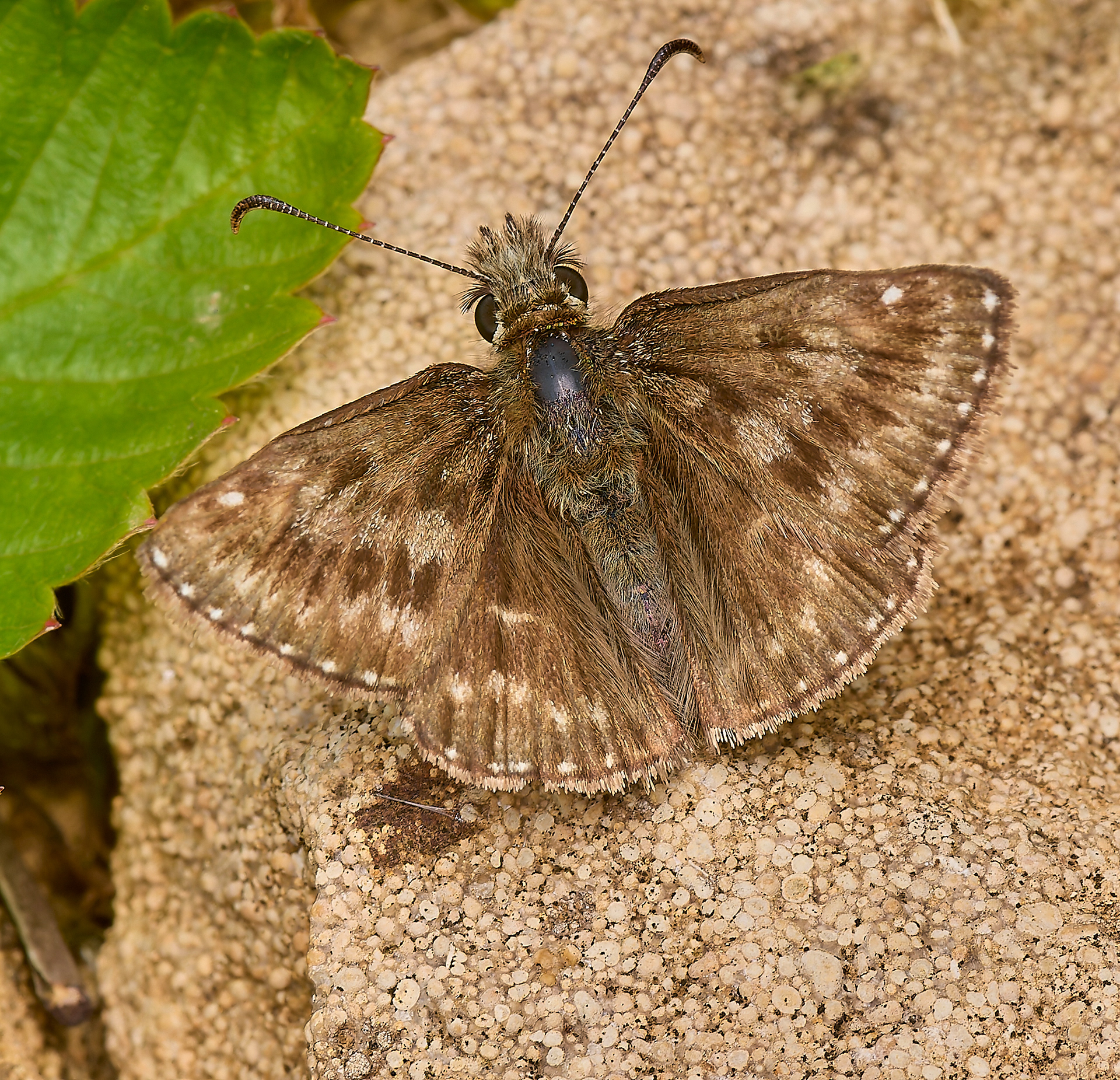 Dingy Skipper