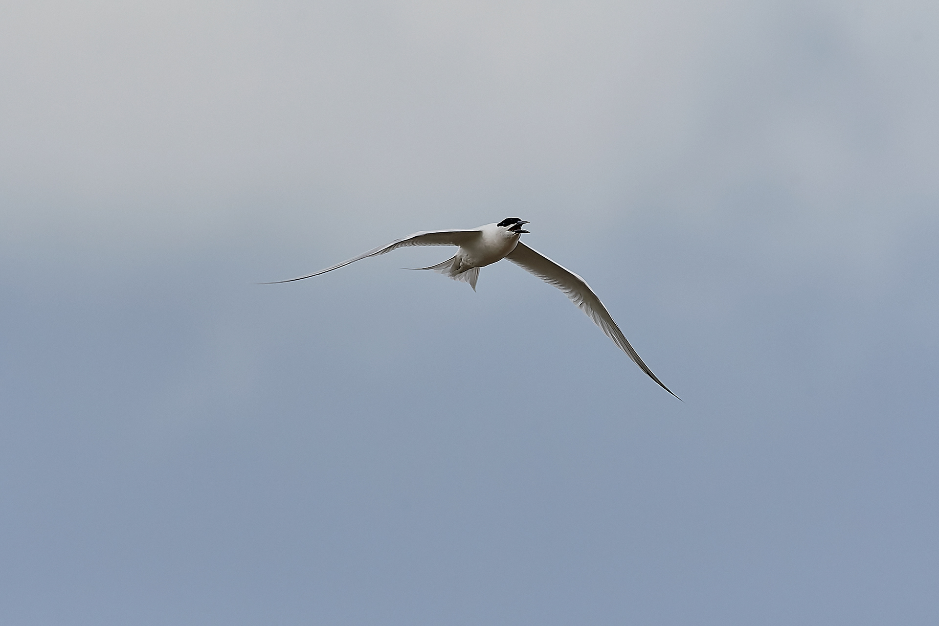 An early Sandwich Tern (Sterna sandvicensis) Cley