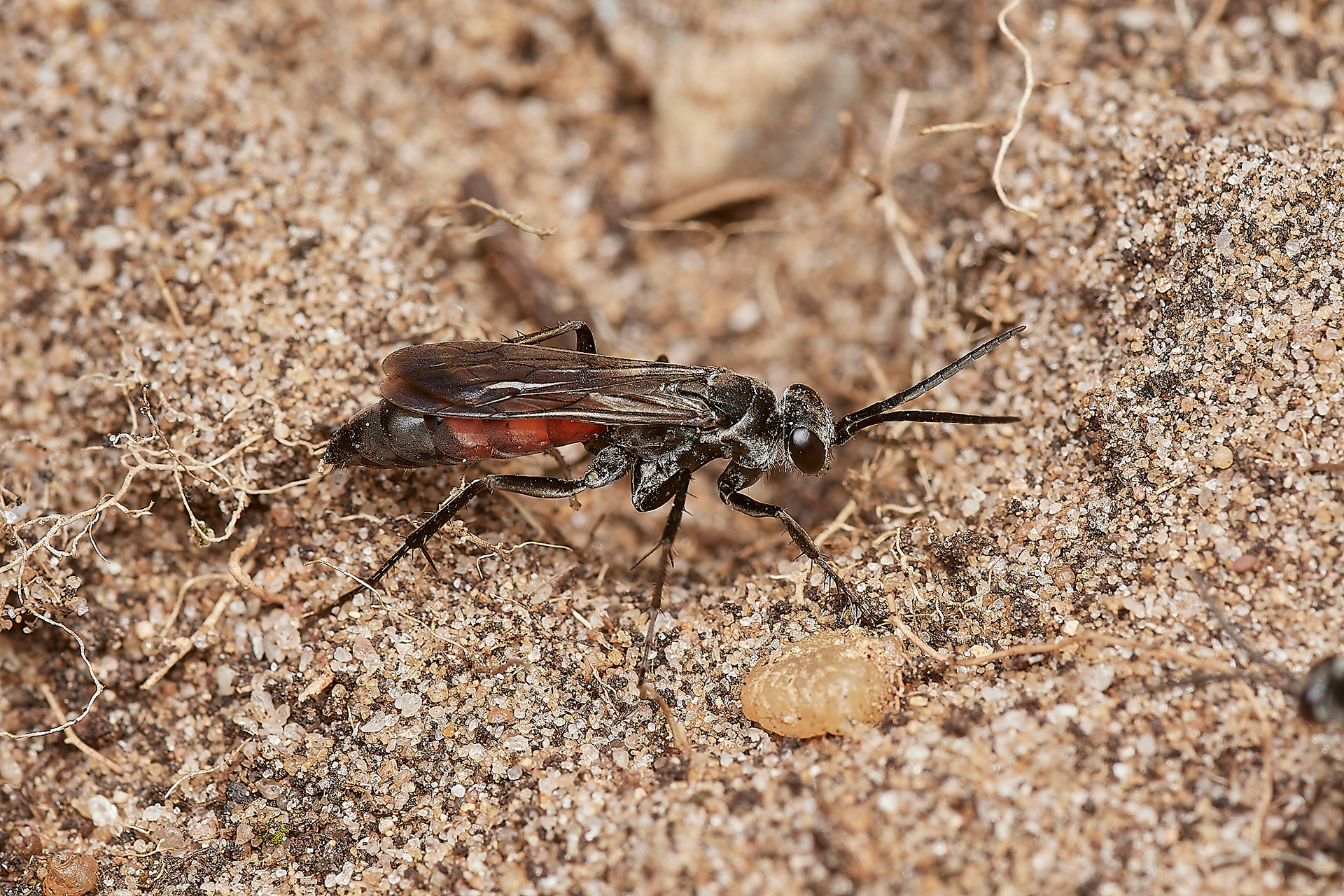 Evagites pectinipes A recent colonist Little Eye
