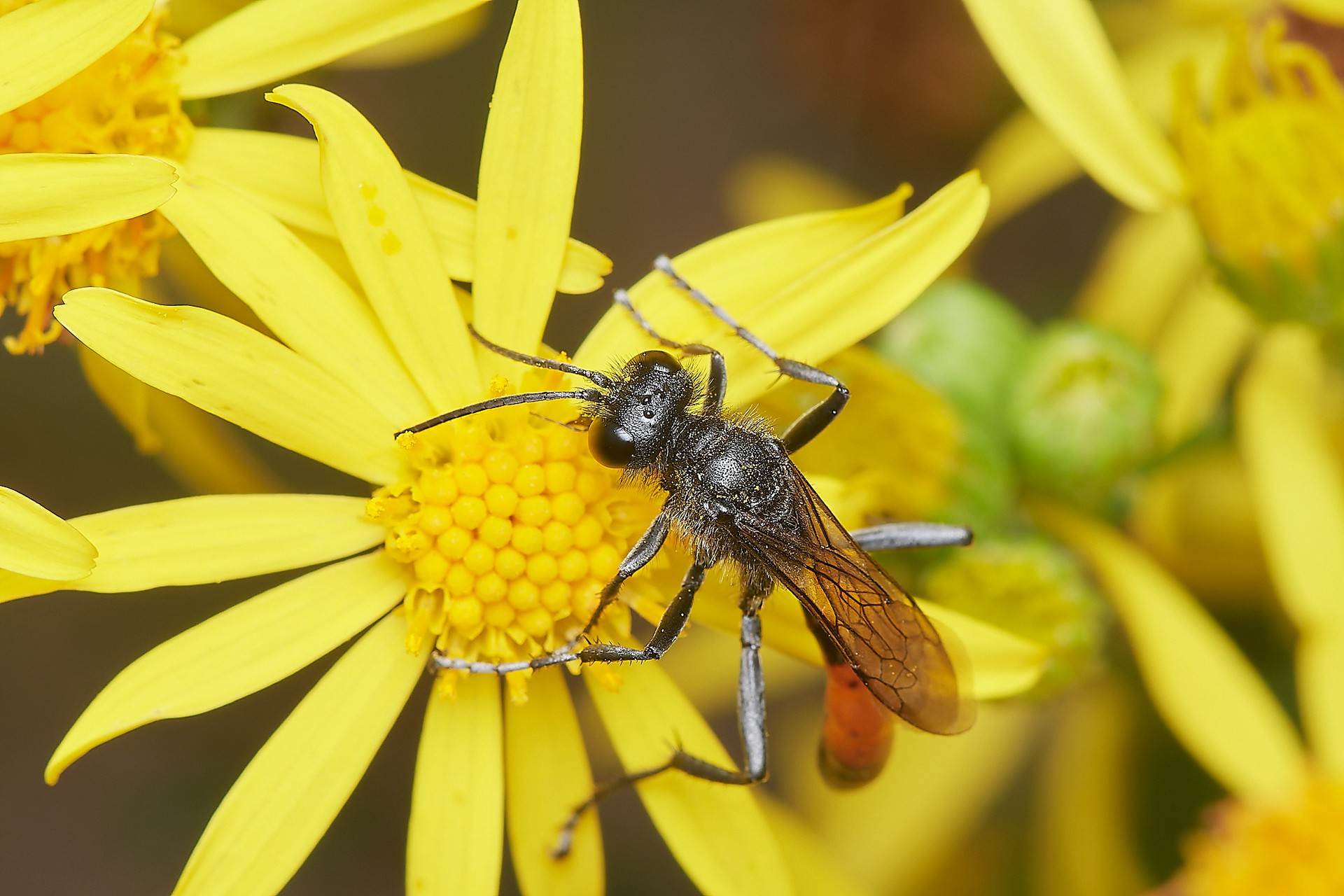 Hairy Sand Wasp ♂︎ (Podalonia hirsuta) Santon Downham