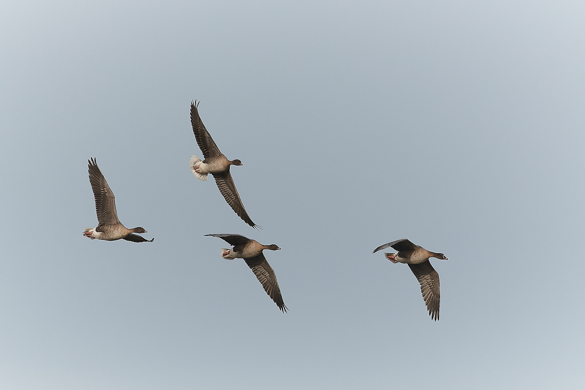 Pinkfeet (Anser brachyrhynuchus)