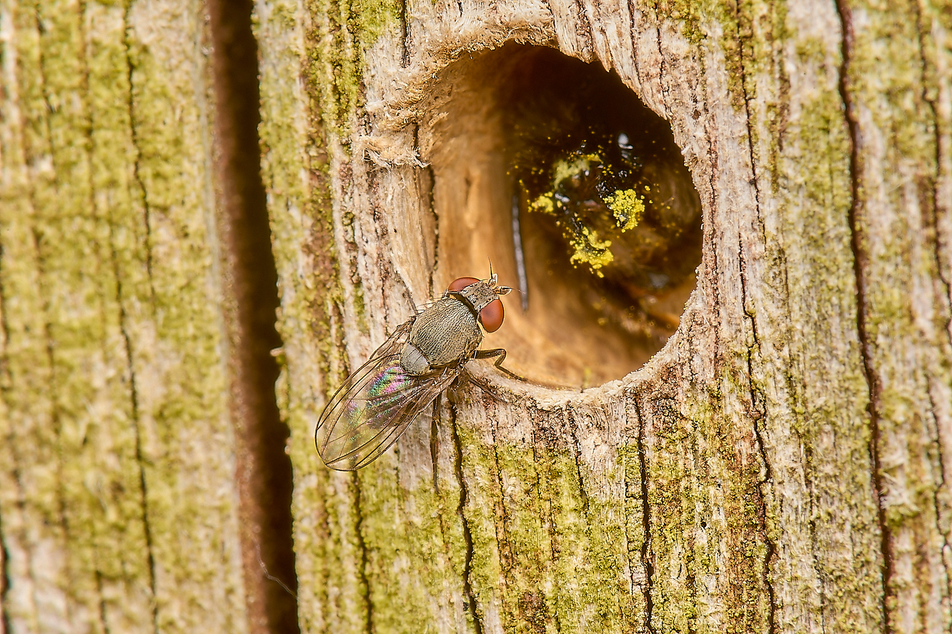 Satellite Fly - Cacoxenus indagator