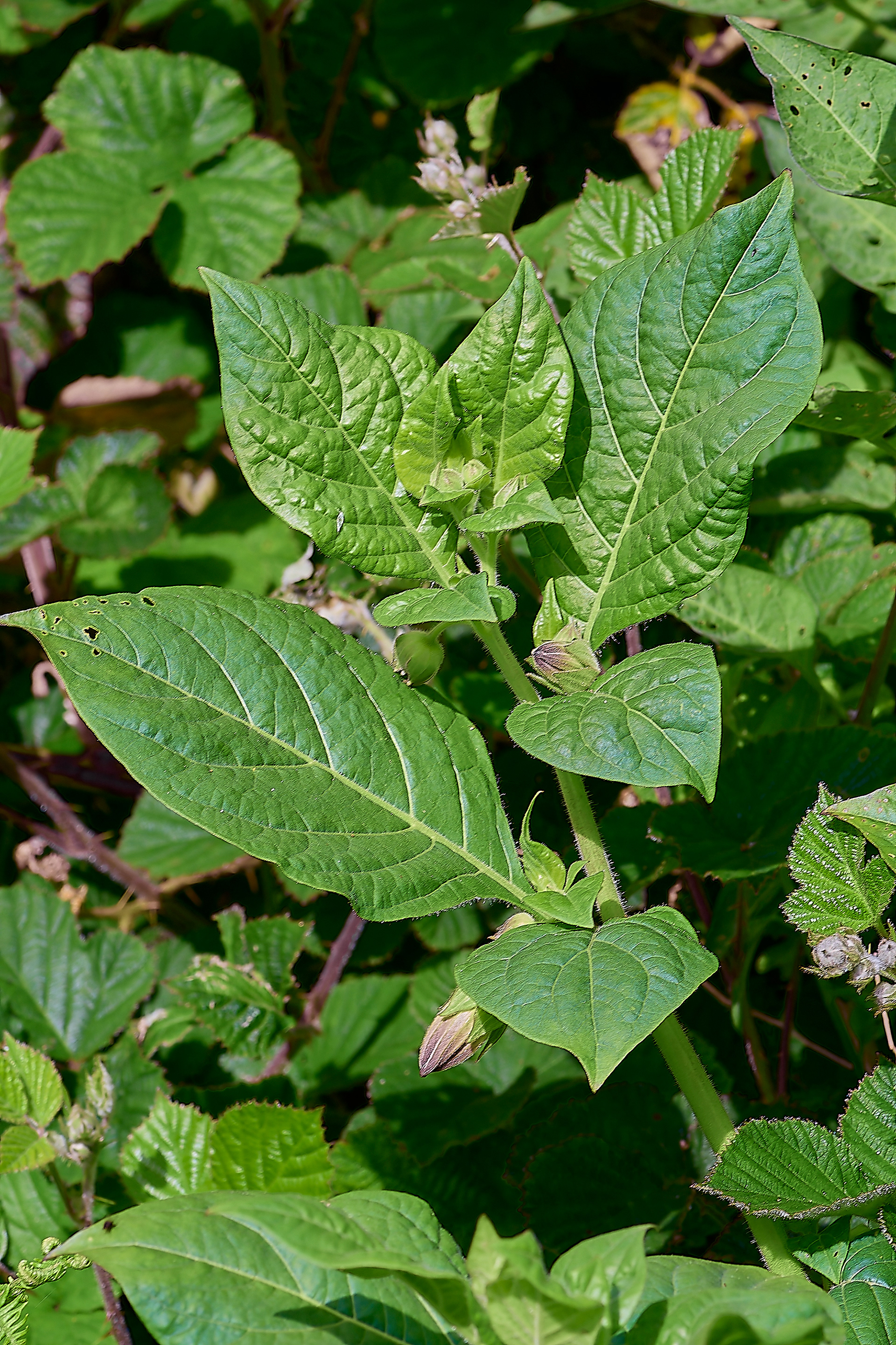 Deadly Nightshade