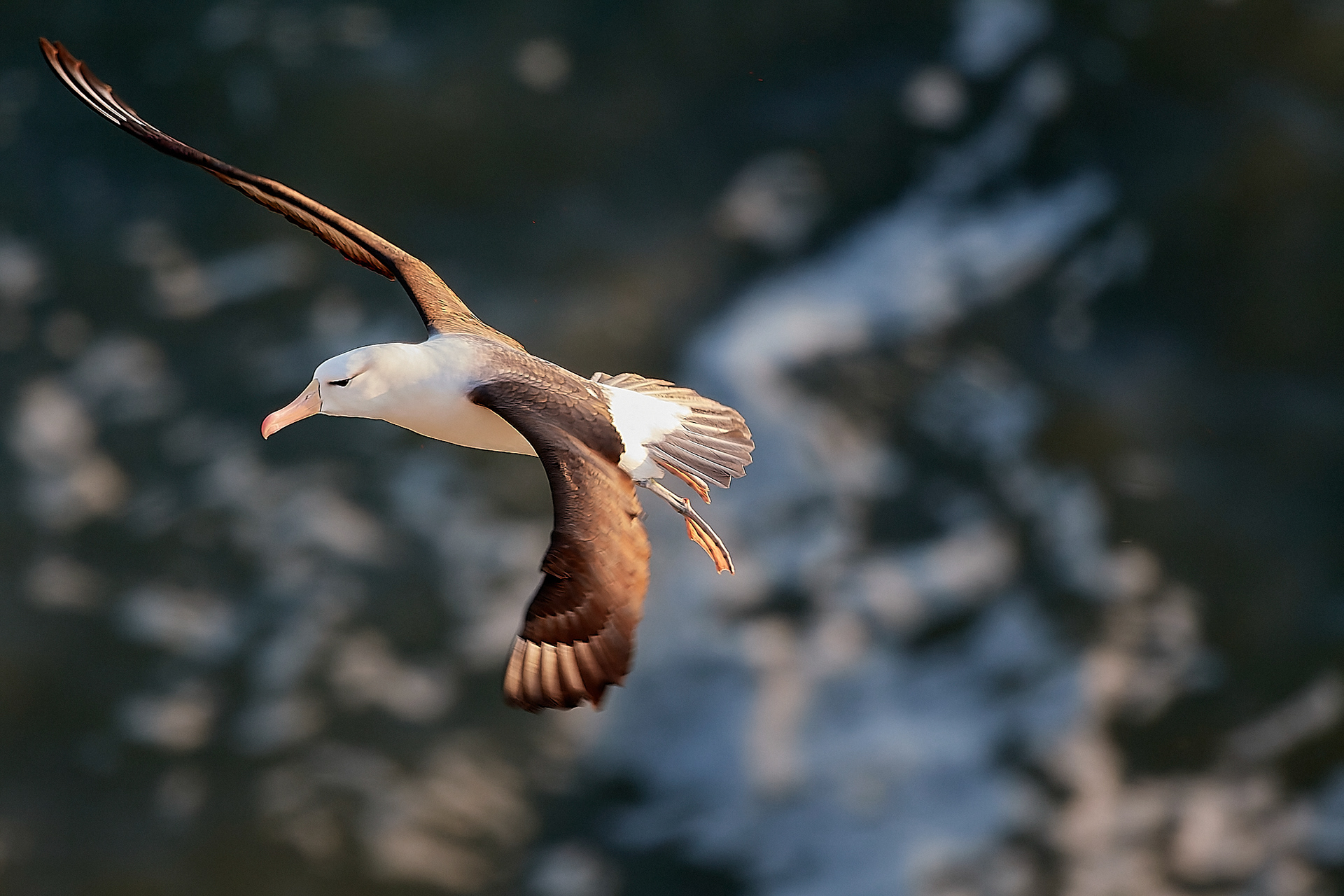 Black-browed Albatross (Thalassarche melanophris)