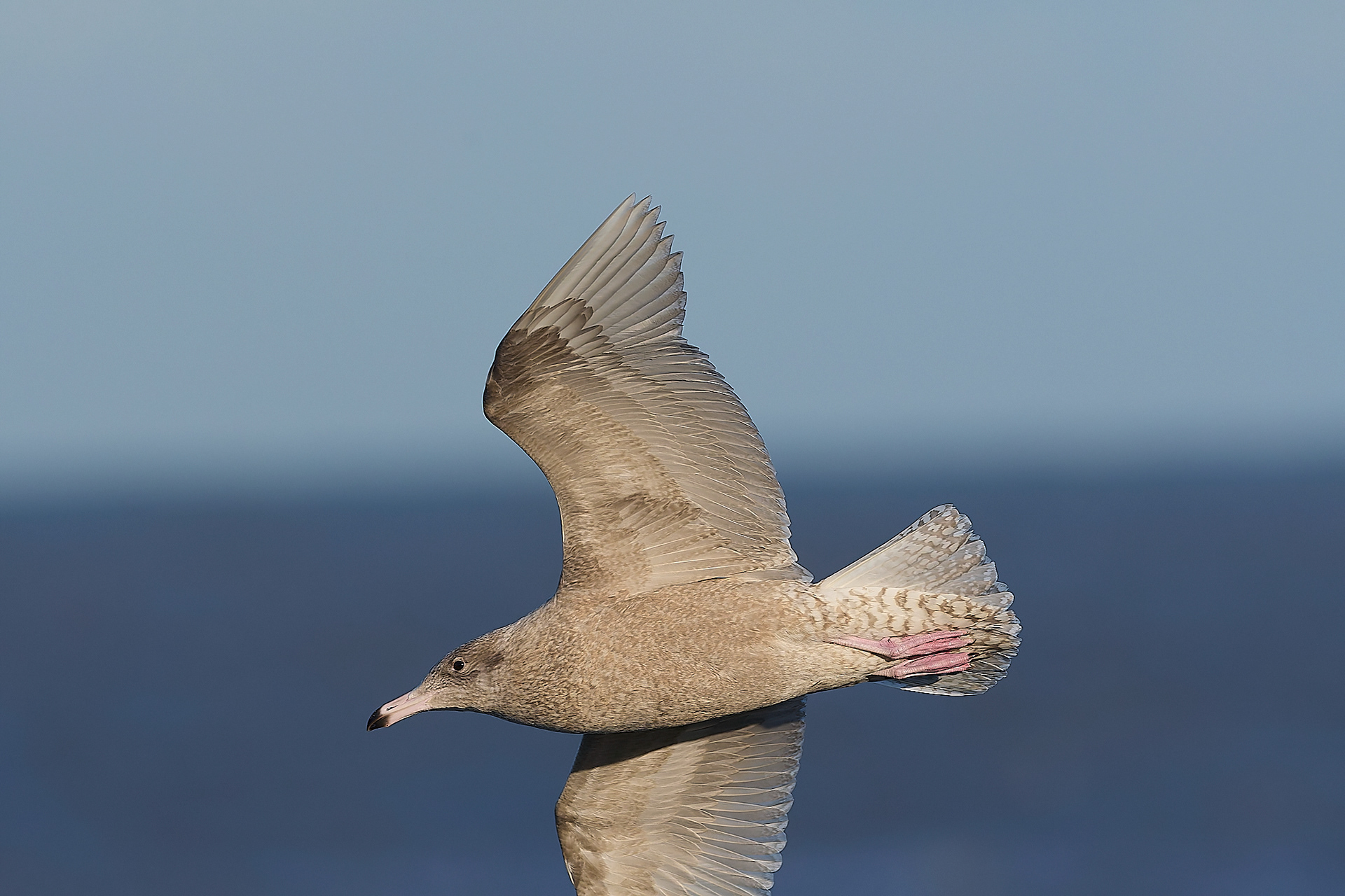 Glaucous Gull