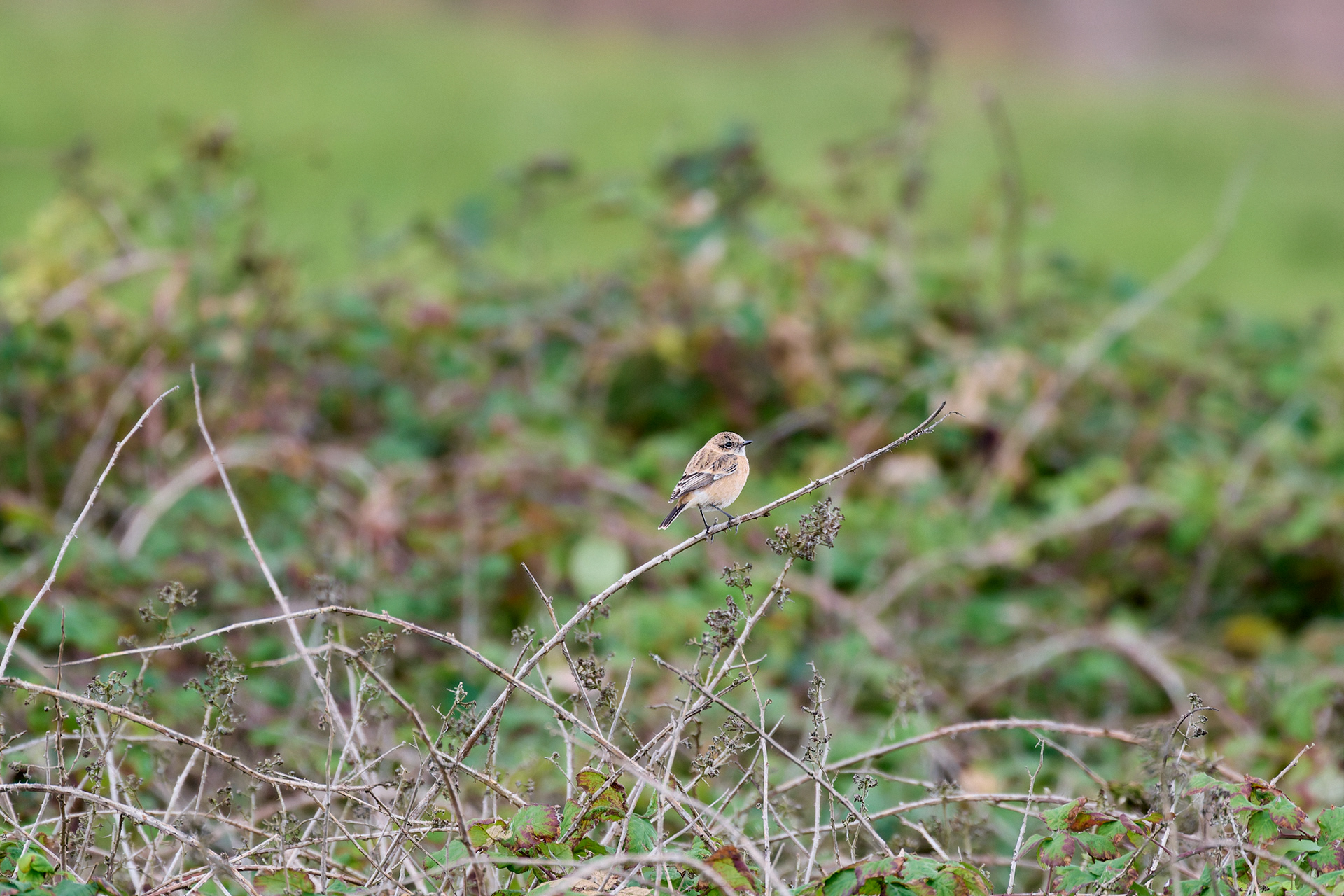 Eastern Stonechat Sp