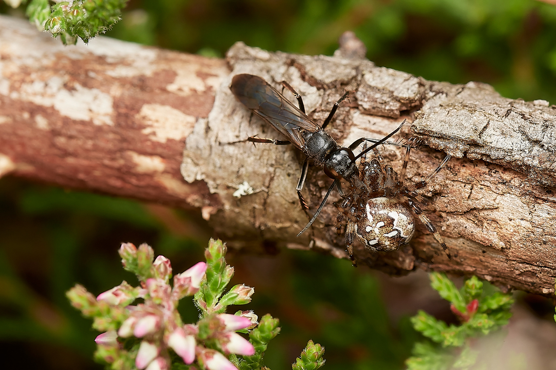 Red-legged Spider Wasp (although in this case rather black) (Episyron rufipes) Broadland Country Park