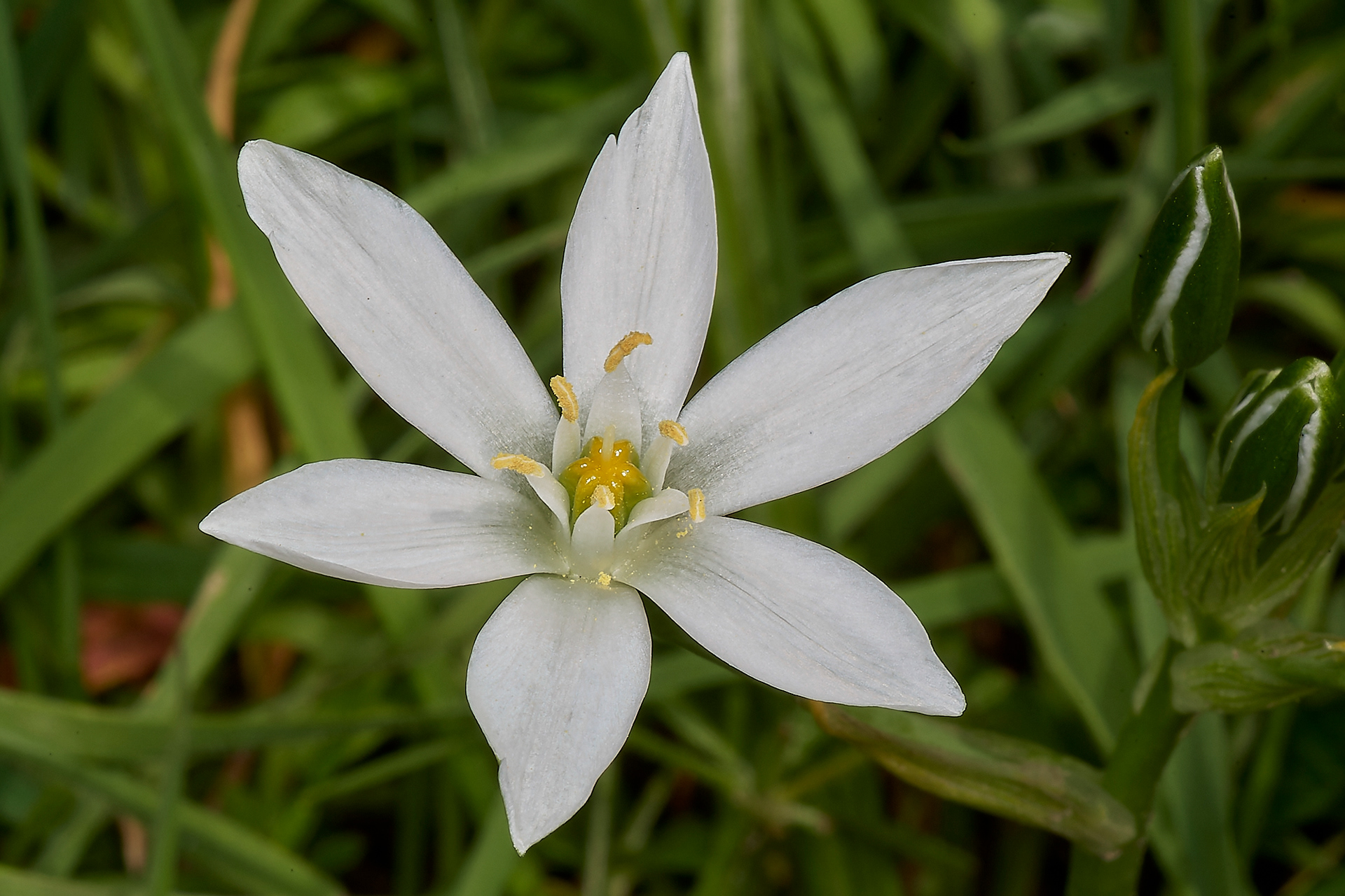 Star of Bethlehem (Ornithogallum umbellatum) Kelling Heath