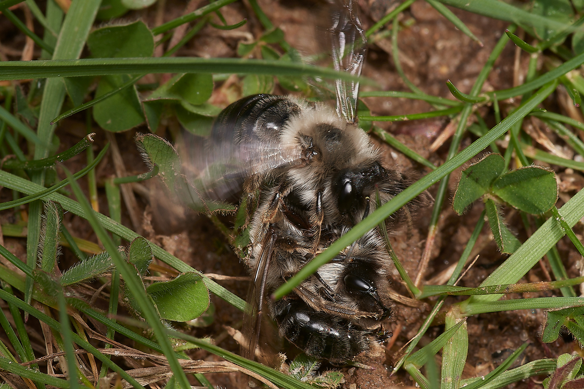 Grey-backed Mining Bee (Andrena vaga) Brundall 04/23