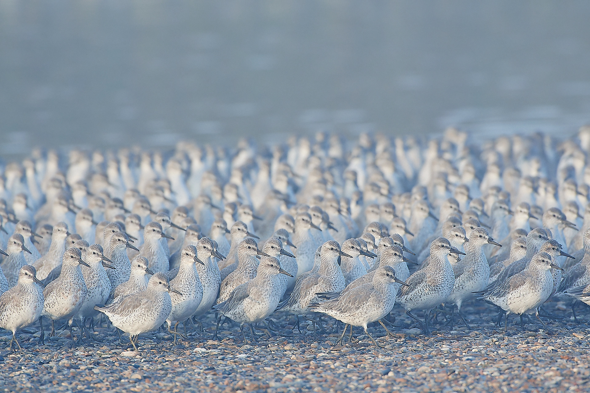Assembled Knot (Calidris canutus)