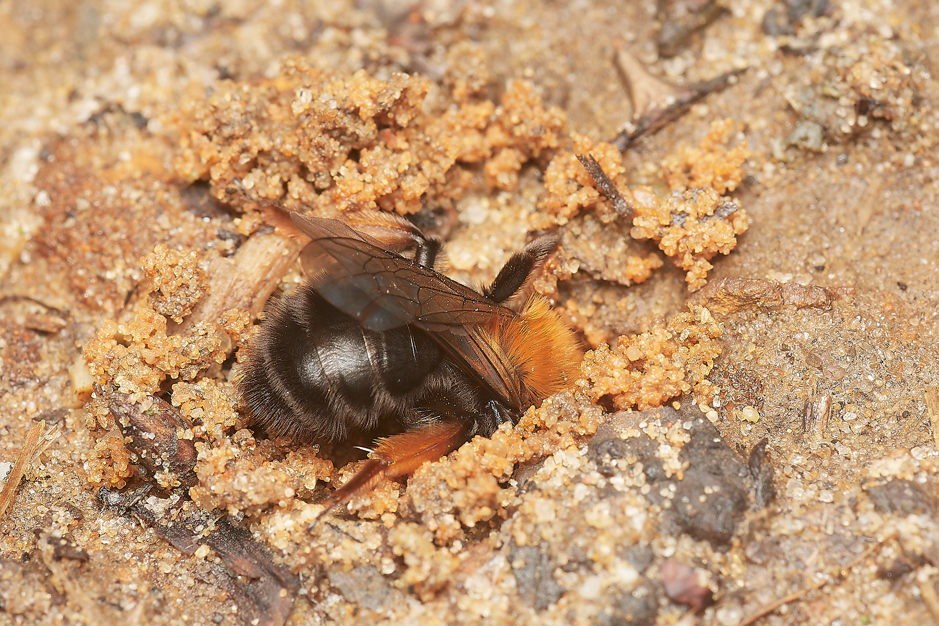 Clark's Mining Bee ♀︎(Andren clarkella) Strumpshaw 03/23
