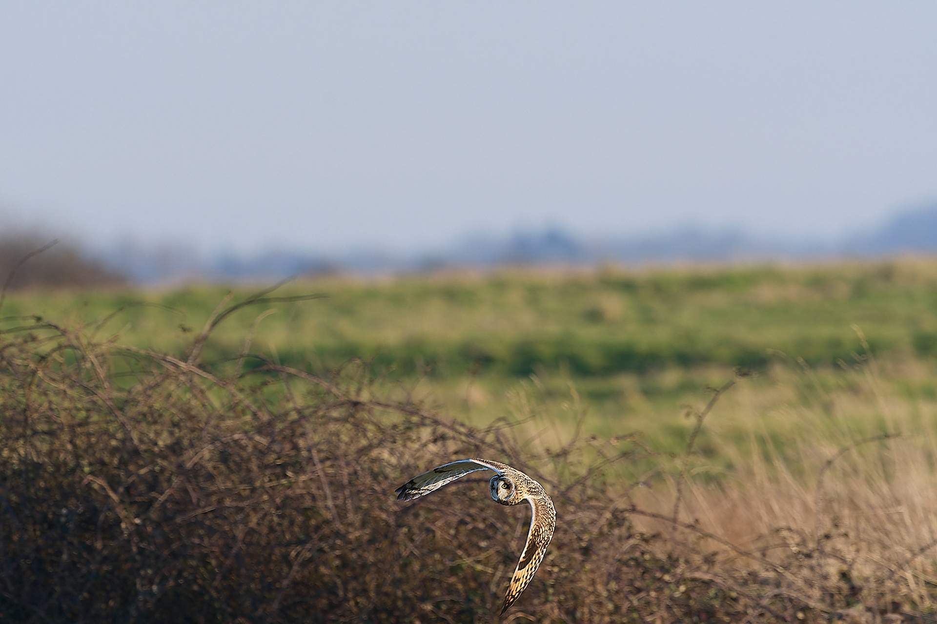 Short-eared Owl