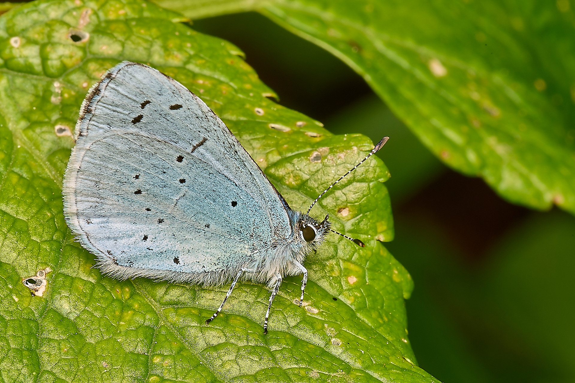 Holly Blue (Celastrina argiolus)