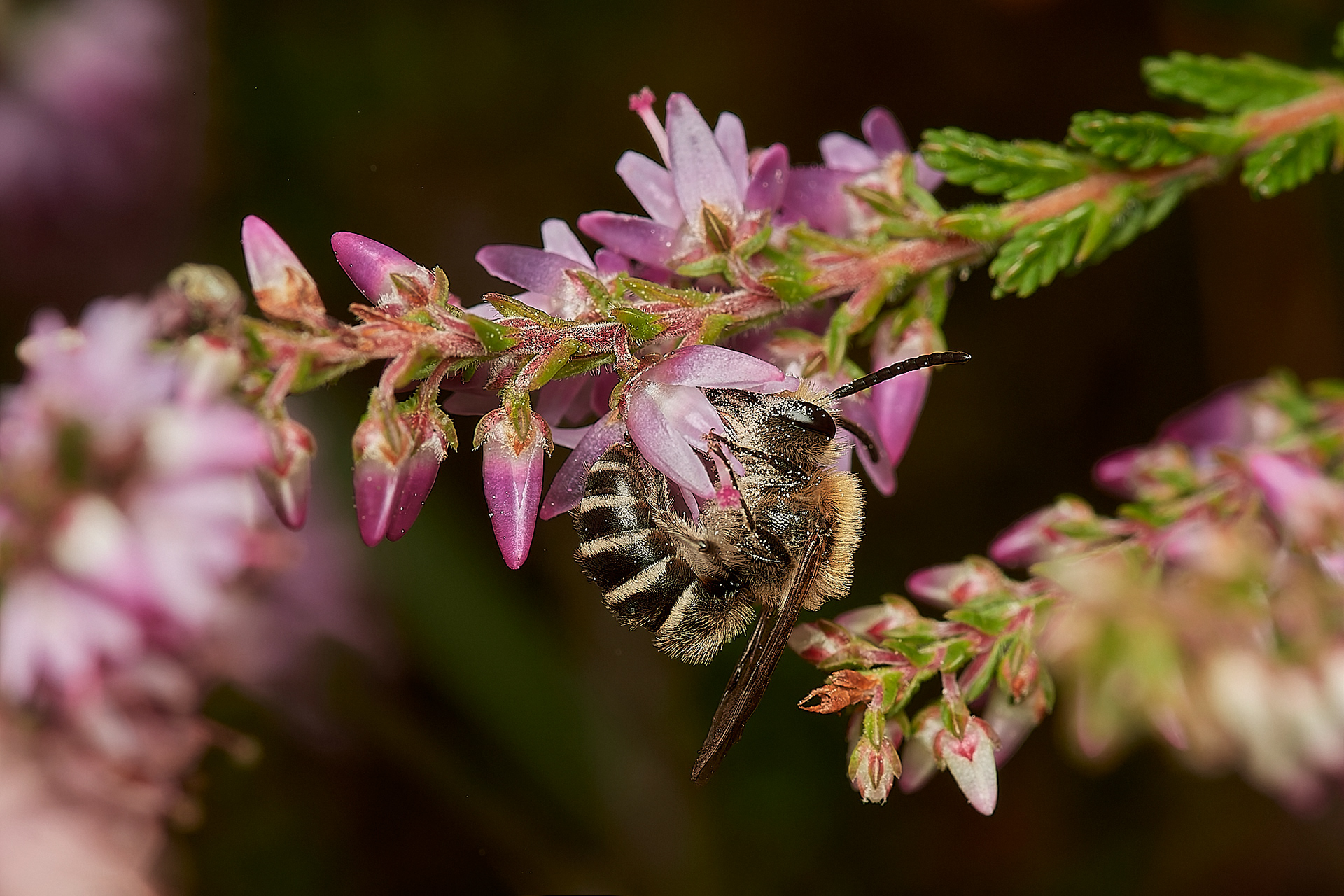 Heathe Colletes (Colletes succinctus) Broadland Country Park