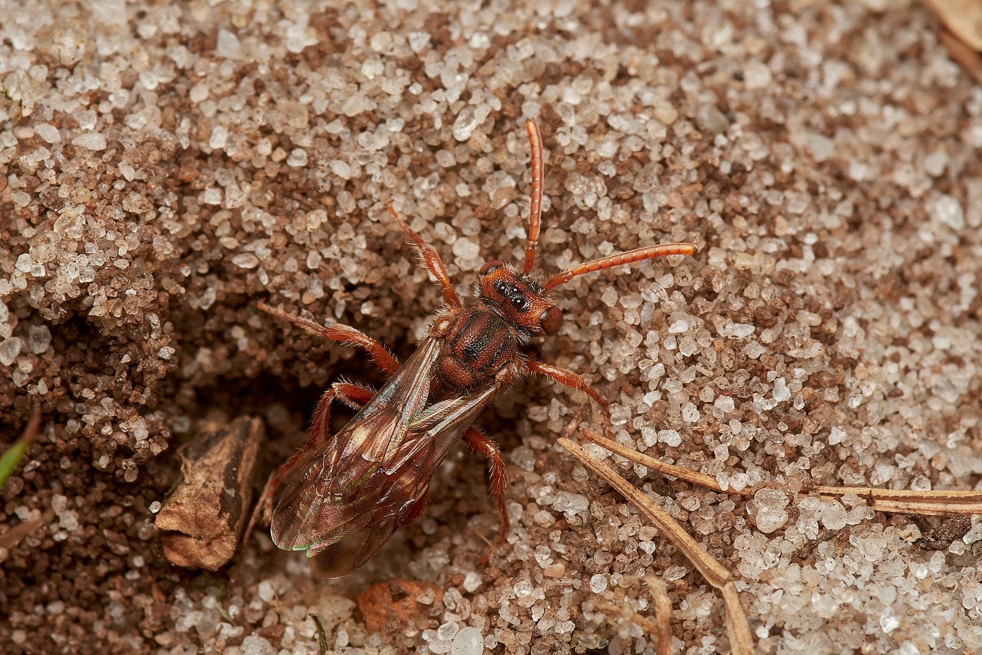Small Bear-clawed Nomad Bee ( Nomada baccata) Roydon Common