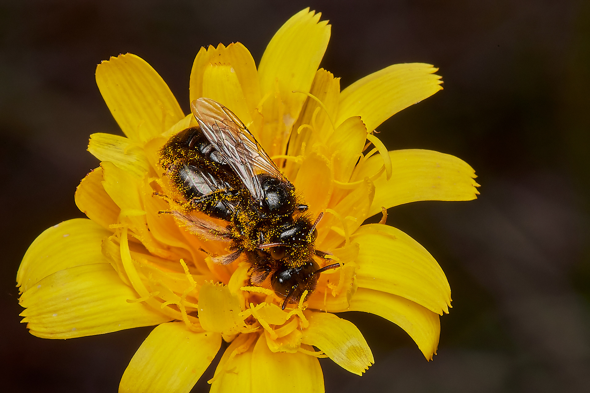Small Shaggy Bee ♂︎&♀︎ (Panurgus calcuratus) Santon Downham